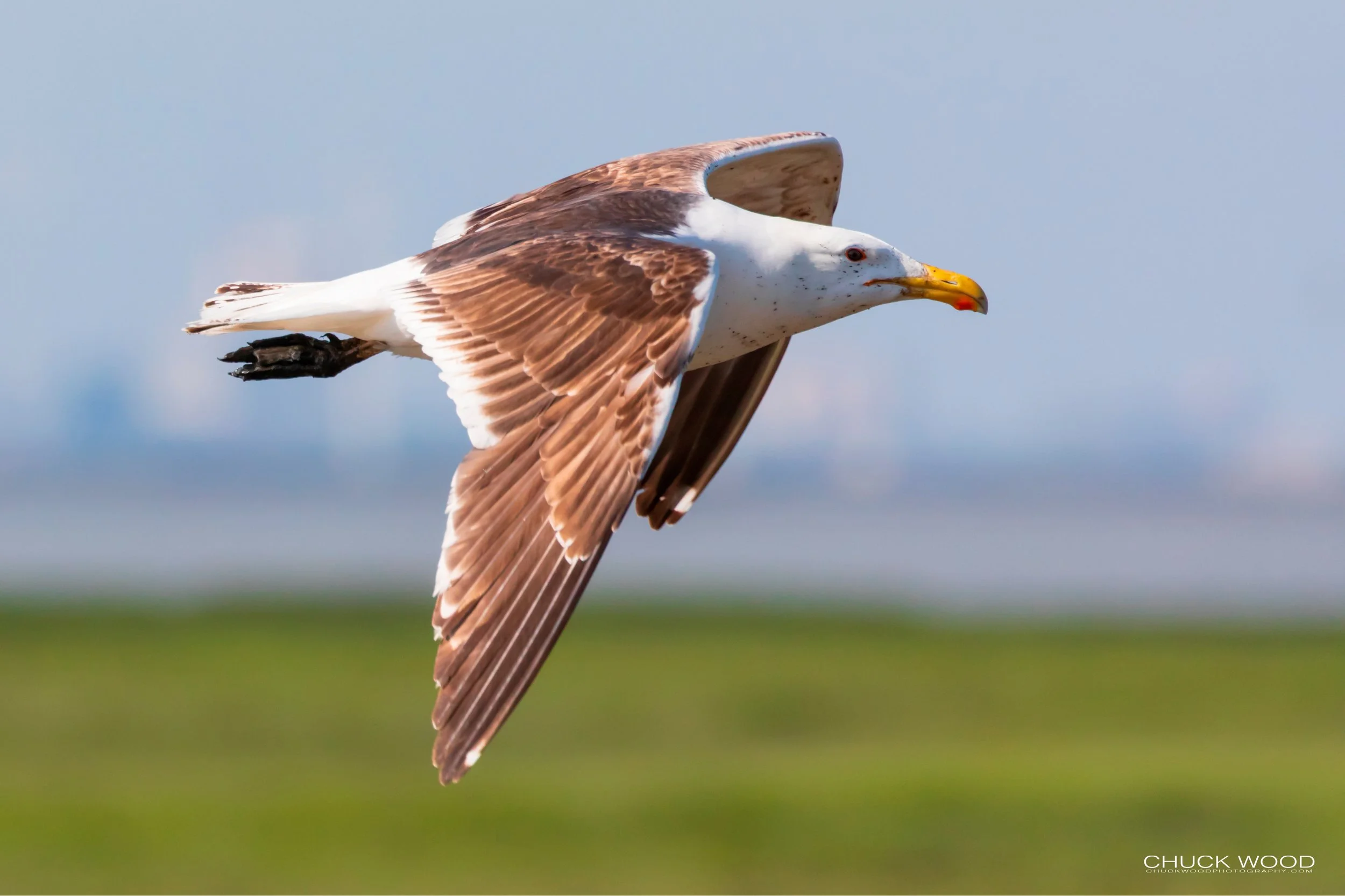  Forsythe NWR, NJ 2019 