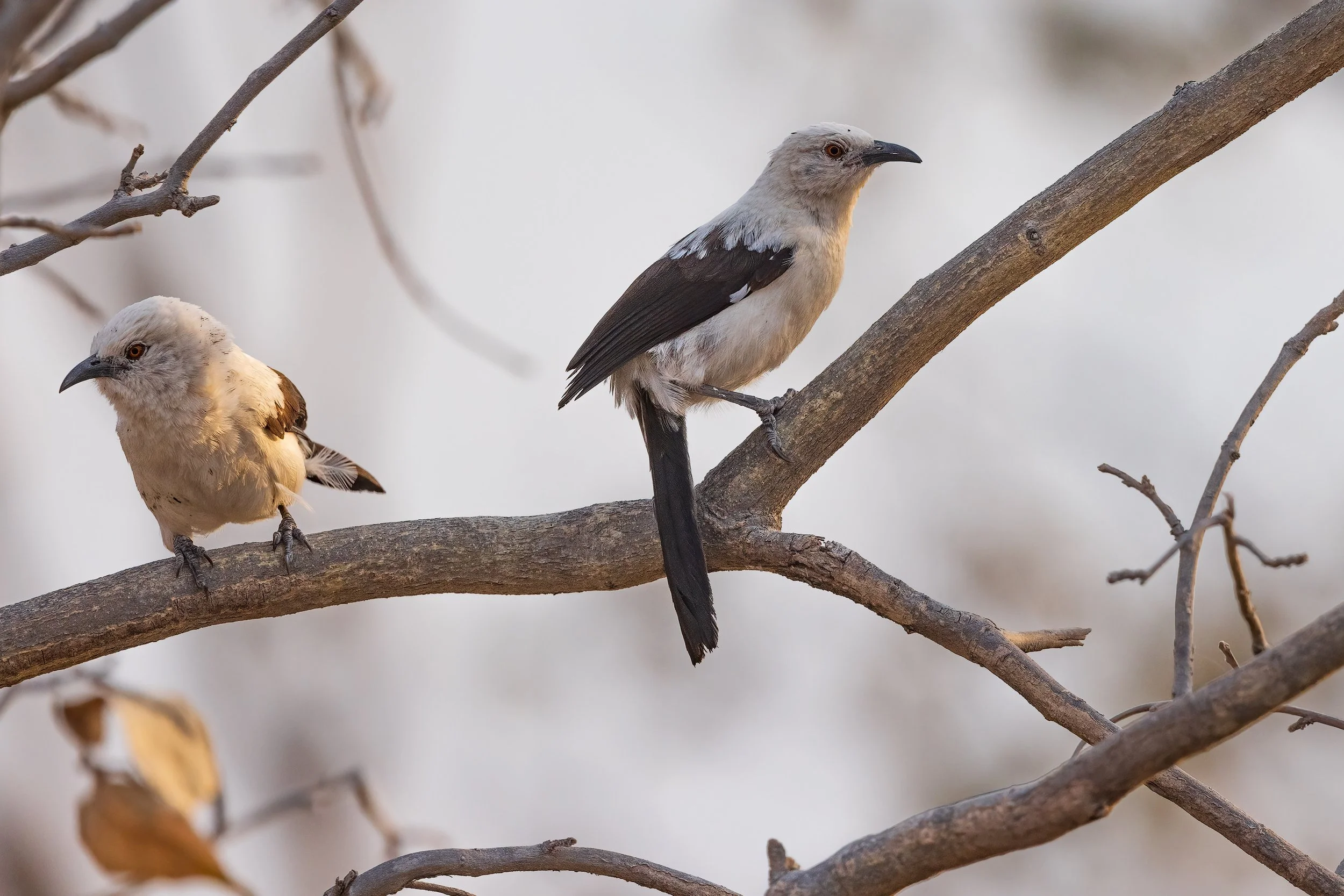 Southern-Pied-babbler-20230802-Khwai-01-1-sharpened.jpg