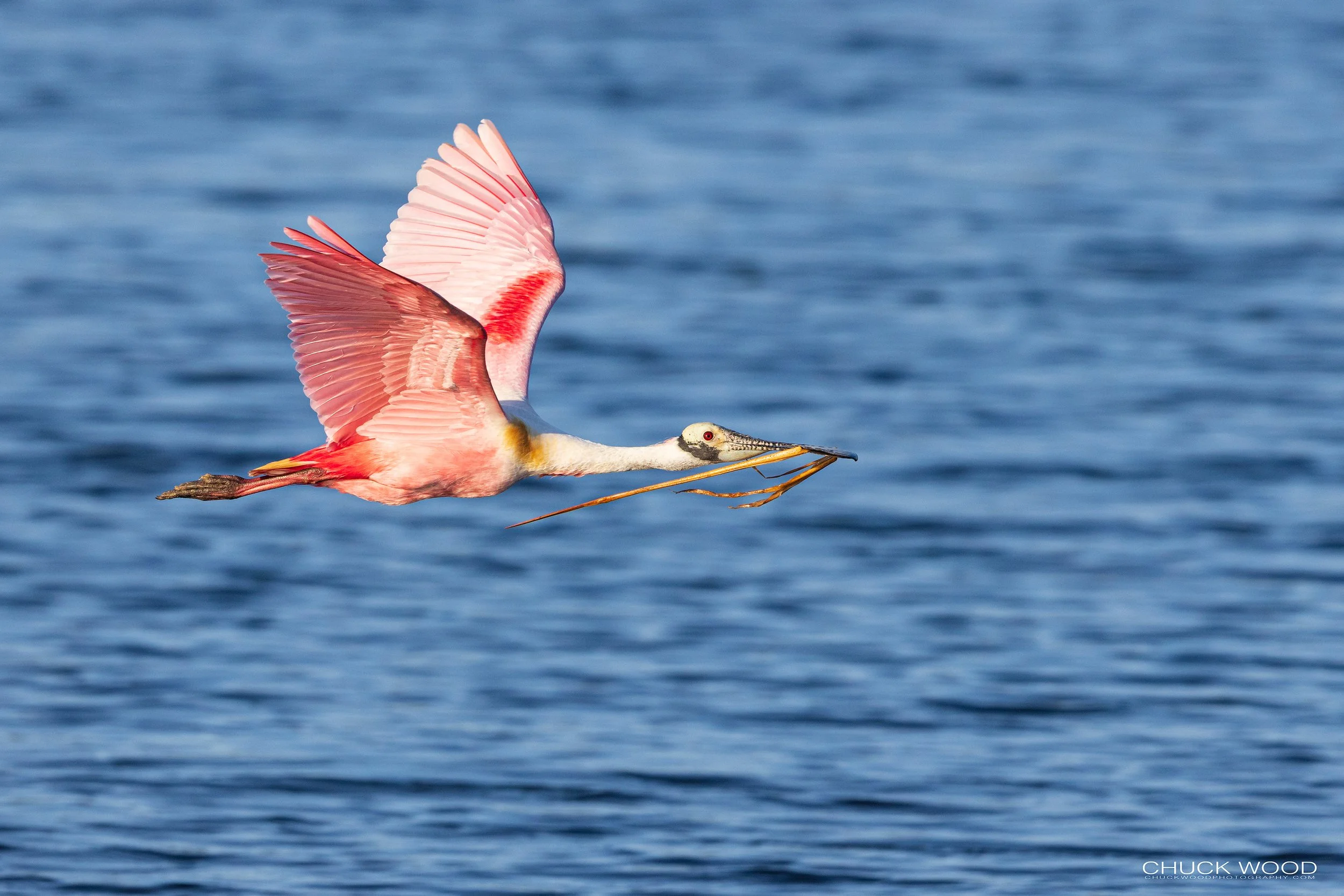  Stick Marsh, FL 2022 