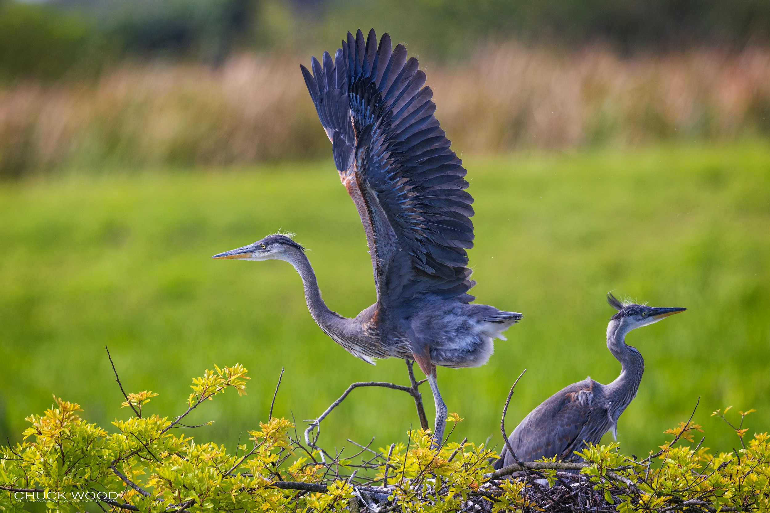  Viera Wetlands, FL 2022 