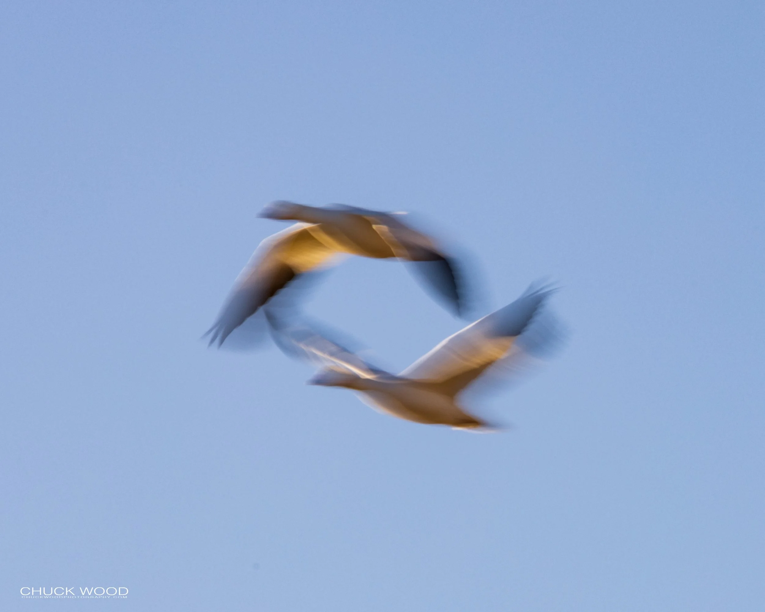  Bosque del Apache, NM 2021 