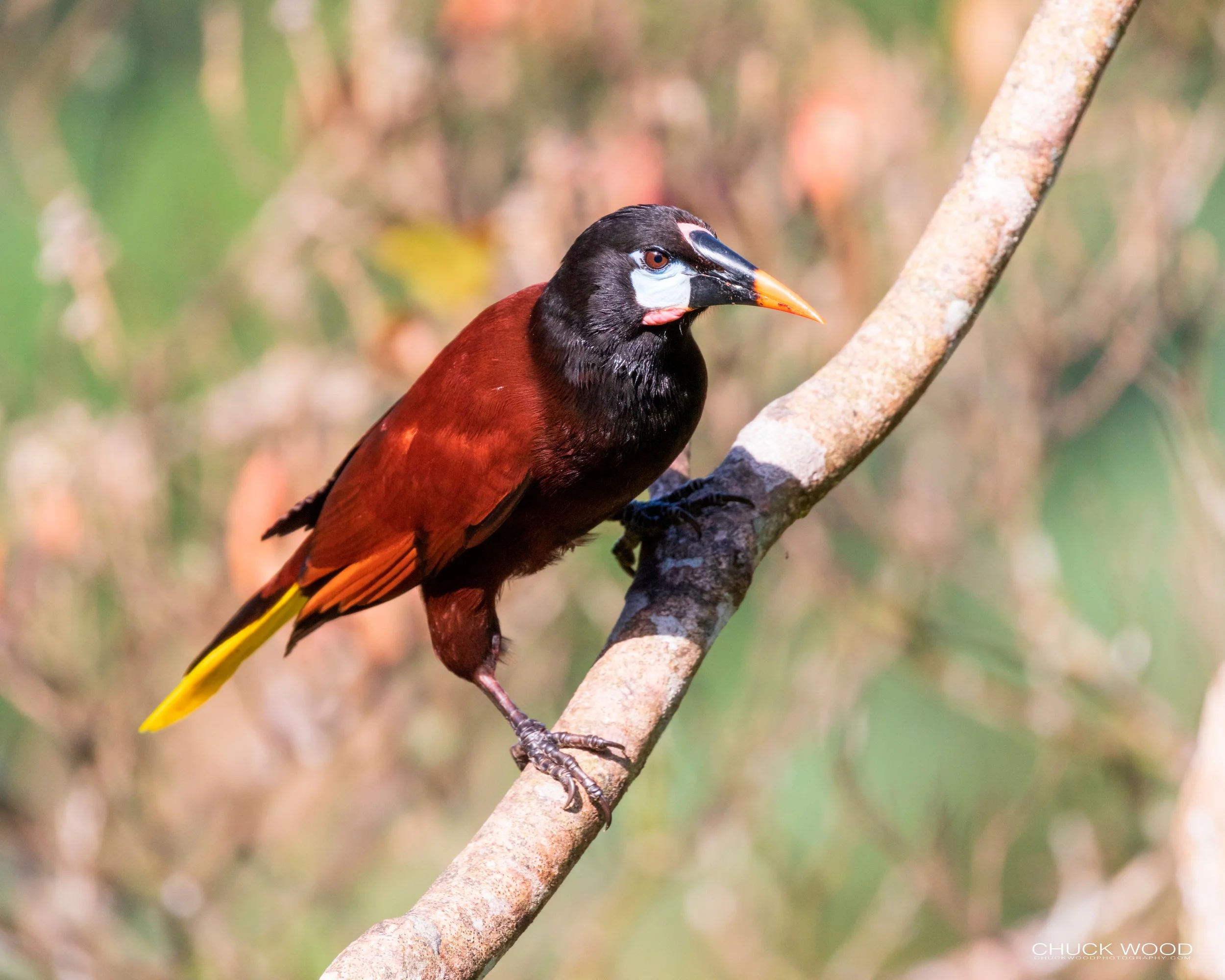  Rancho Naturalista, Costa Rica 2020 