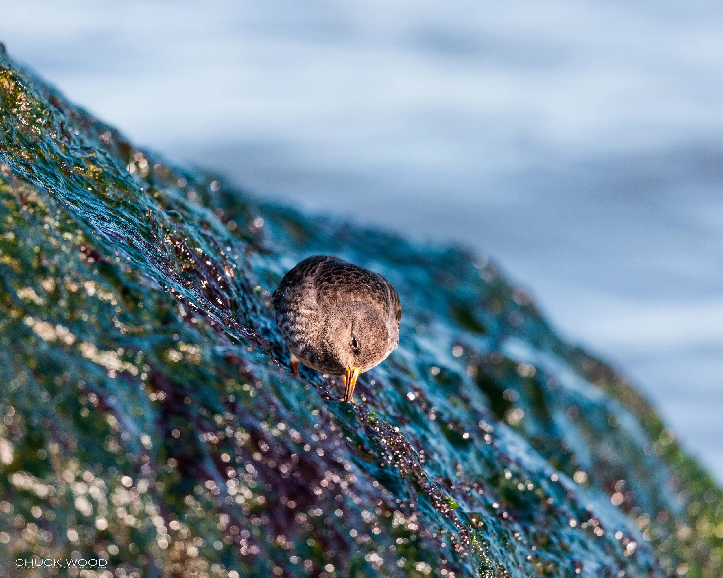  Barnegat Lighthouse, NJ 2021 