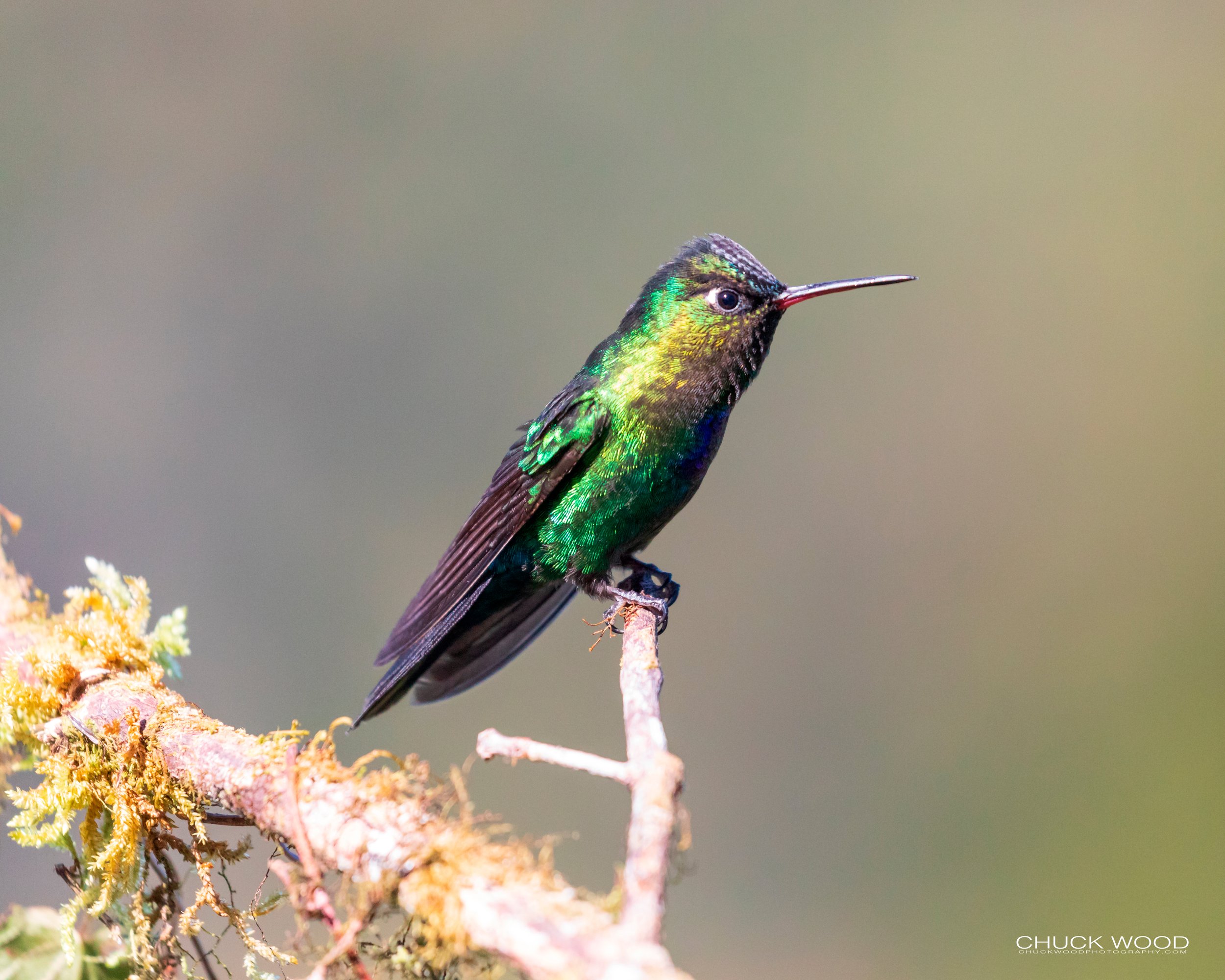  Paraiso Quetzal, Costa Rica 2020 