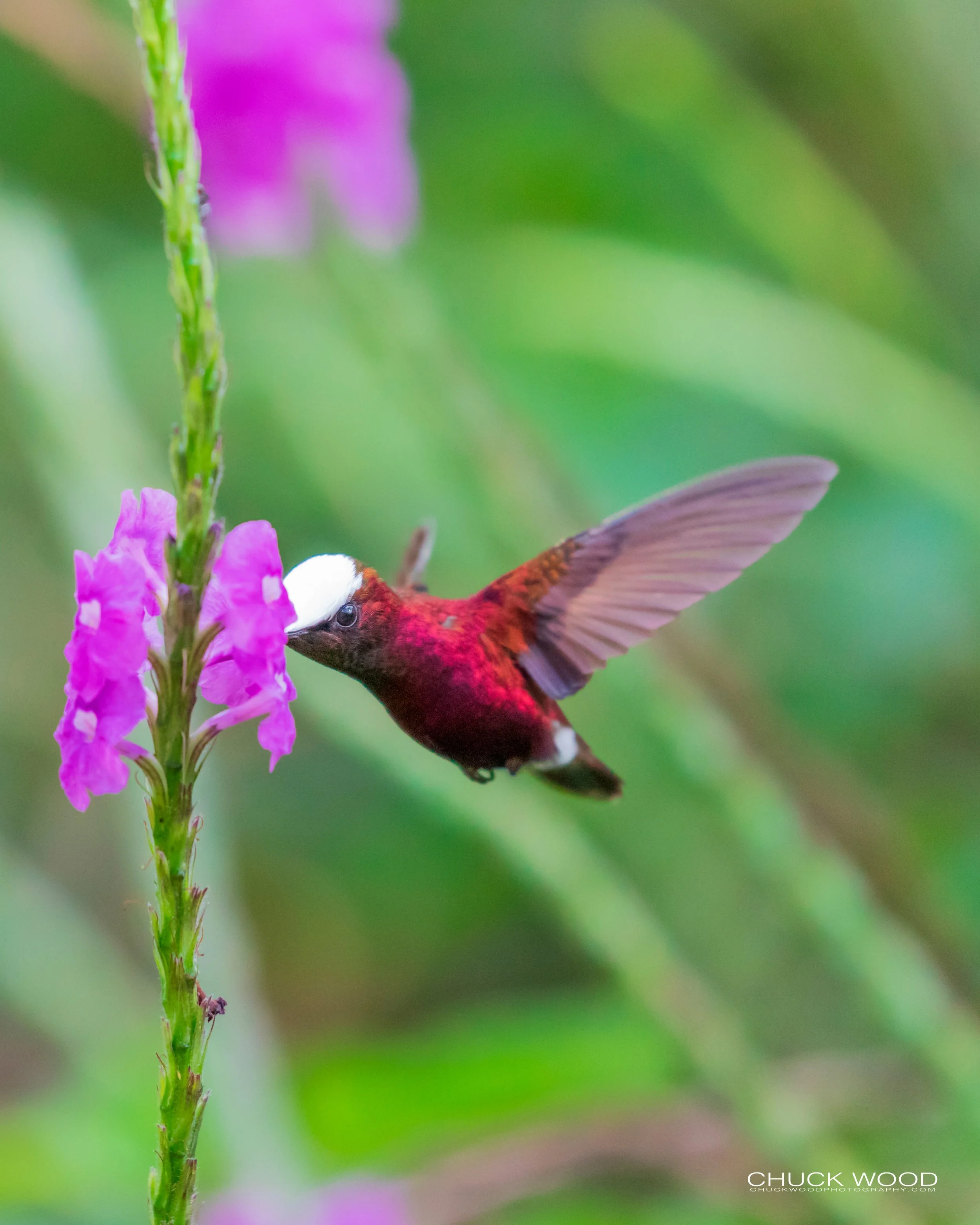  Rancho Naturalista, Costa Rica 2020 