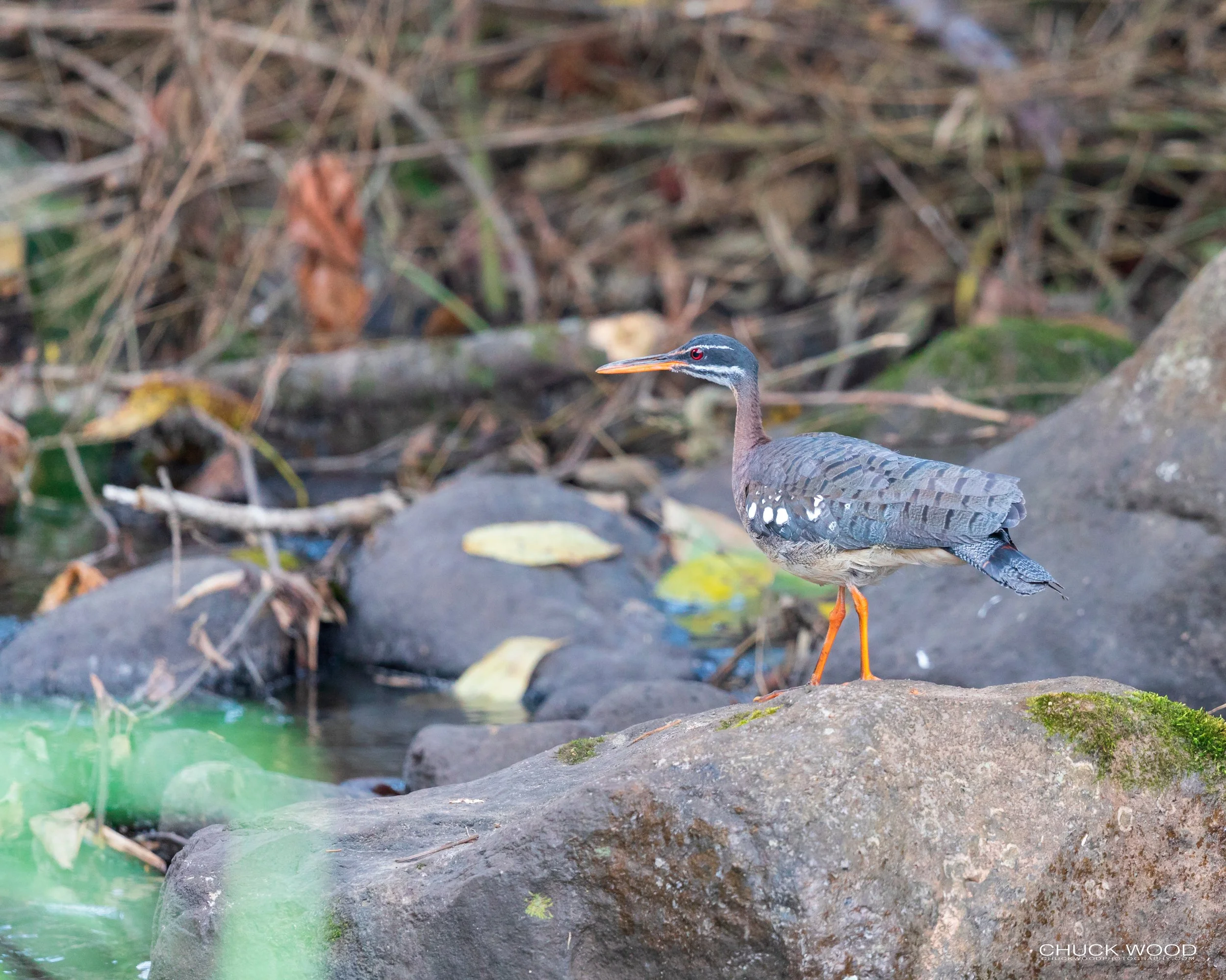  River This Valley, Costa Rica 2020 