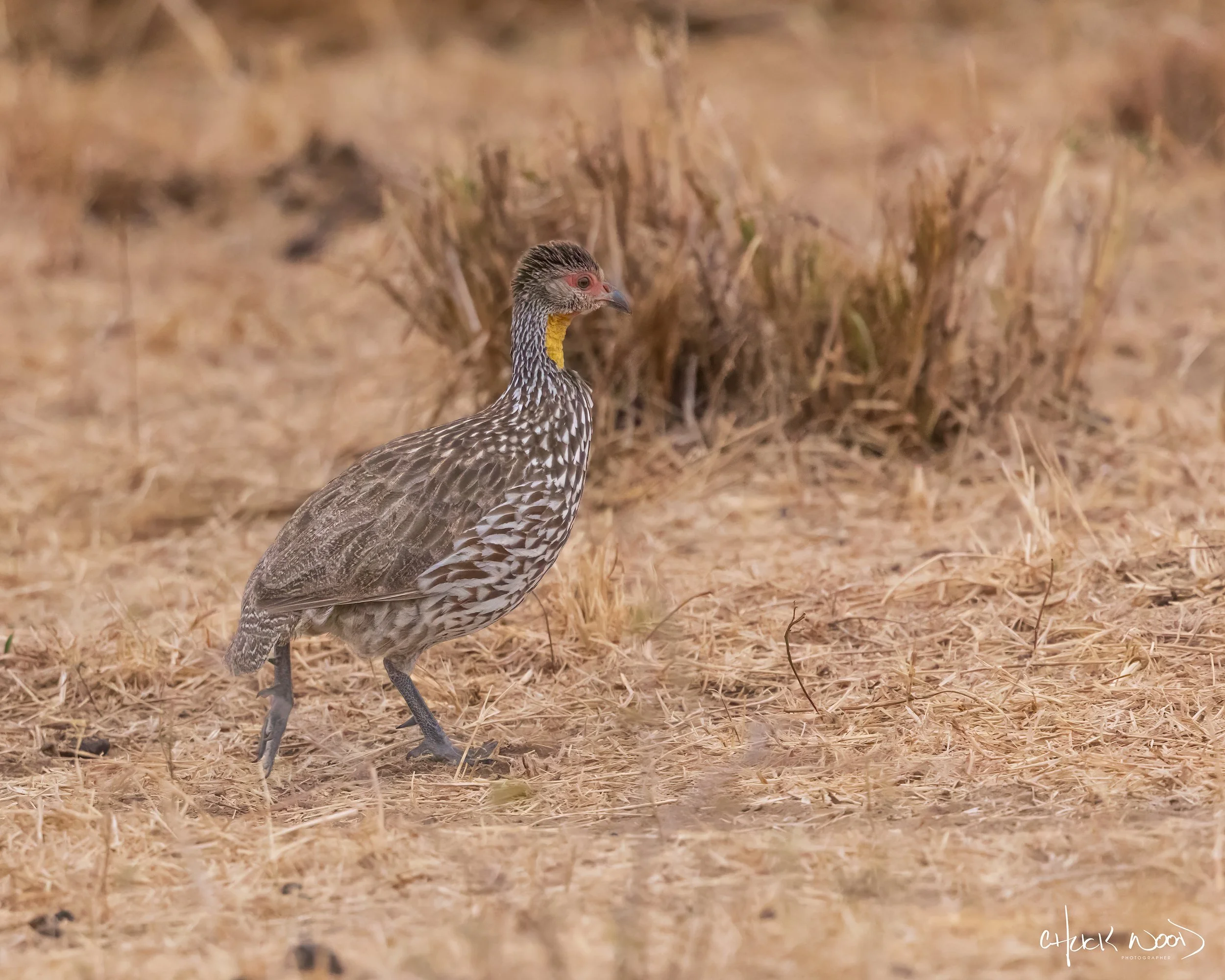  Tarangire, Tanzania 2021 