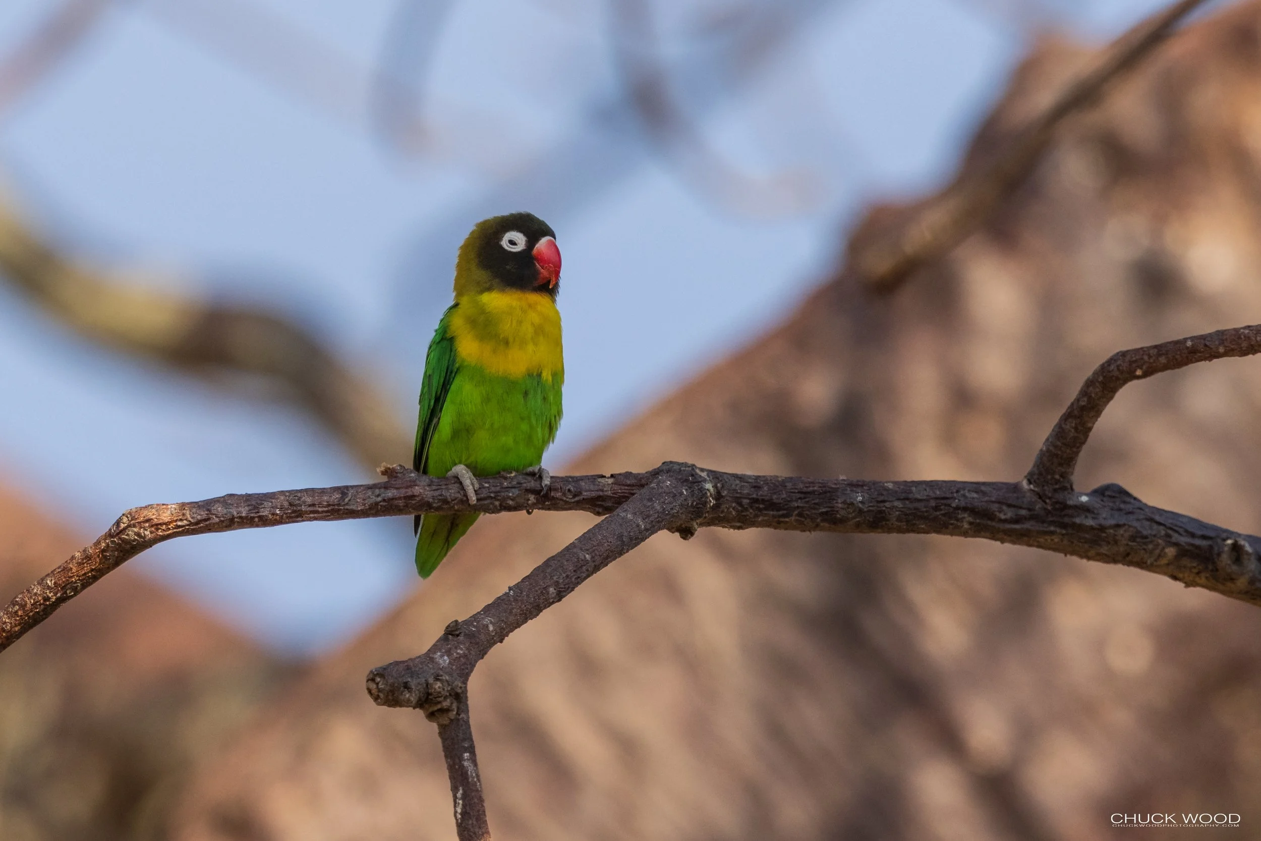  Tarangire, Tanzania 2021 