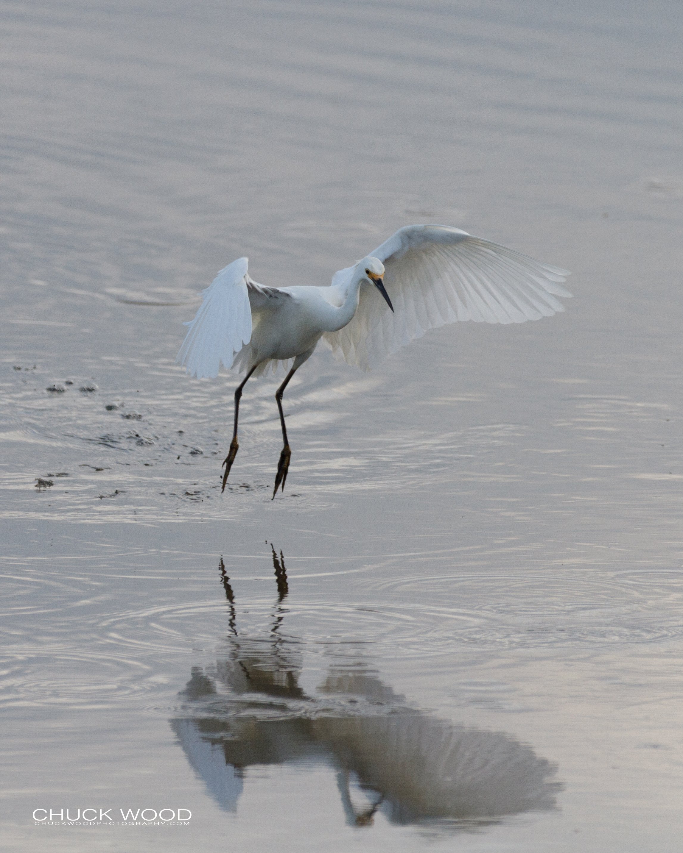  Forsythe NWR, NJ 2018 