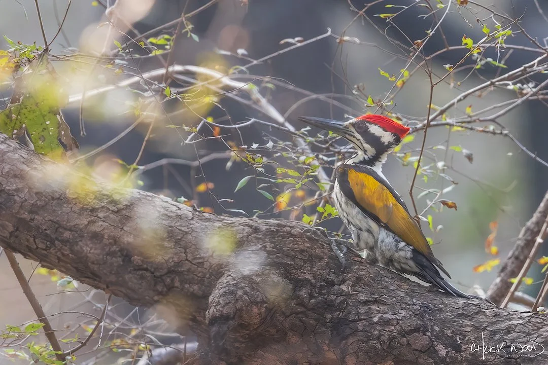  Ranthambore, India 2025 
