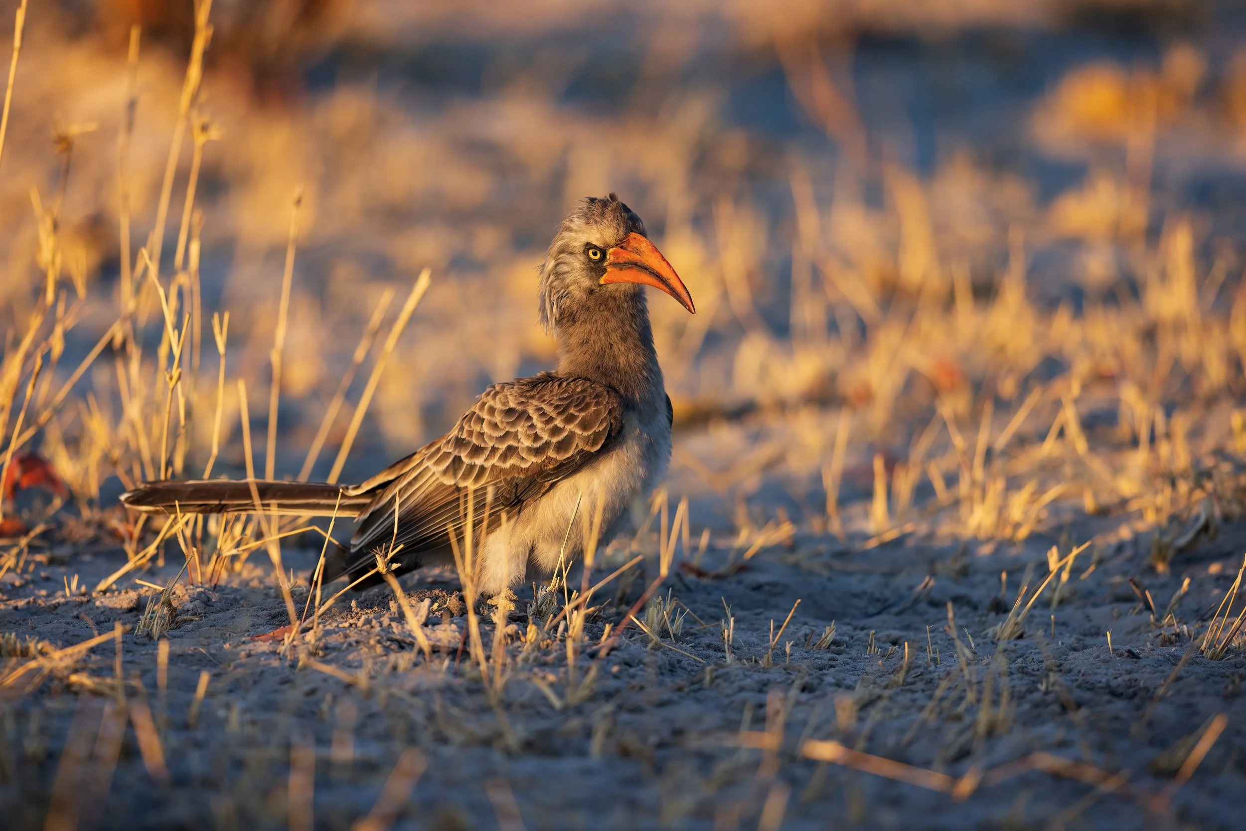  Savuti, Botswana 2023 