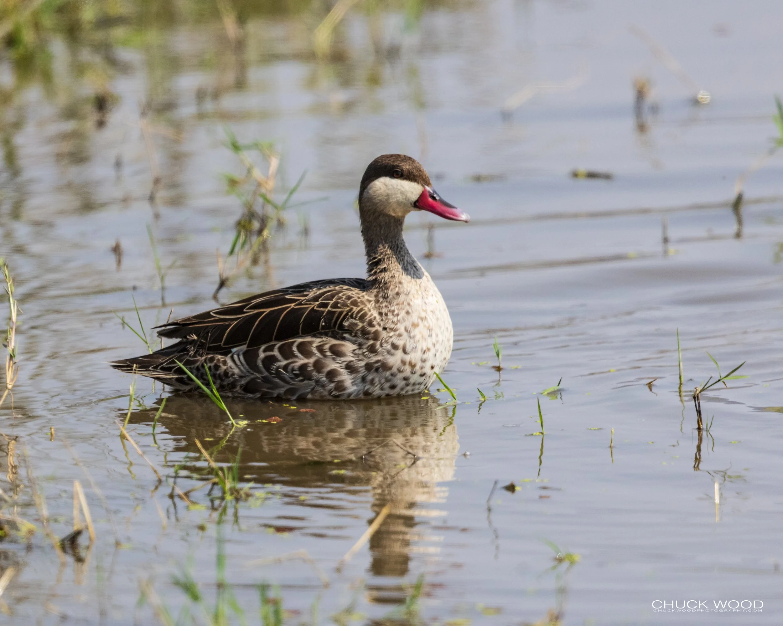  Ngorongoro Crater, Tanzania 2021 