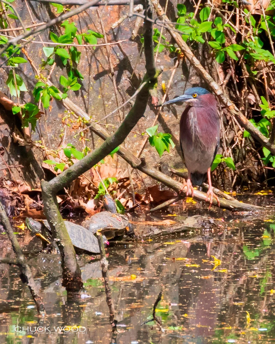  Central Park NYC, 2019 