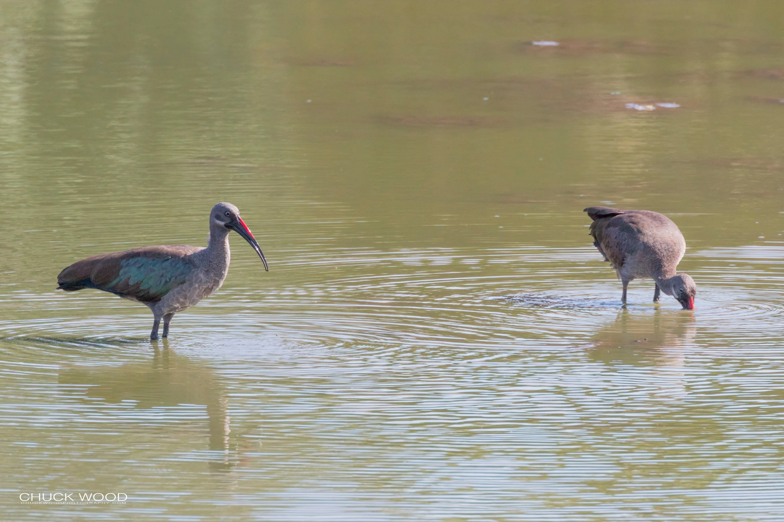  Mana Pools, Zimbabwe 2019 