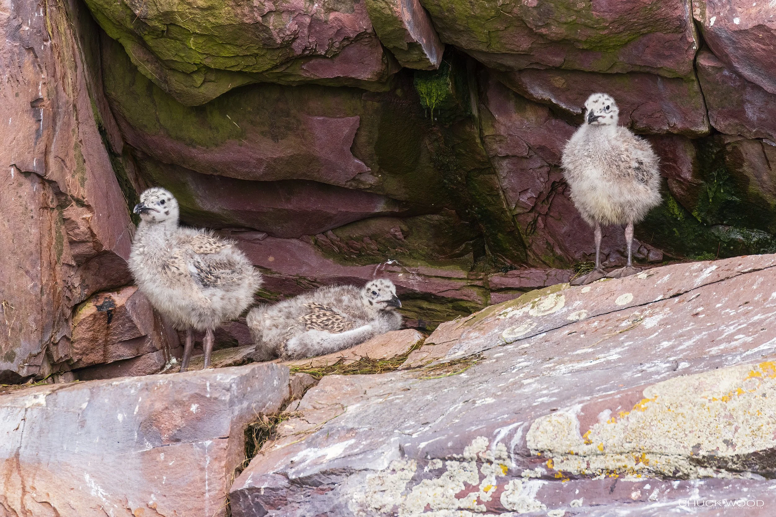  Williston NWR, NL 2022 
