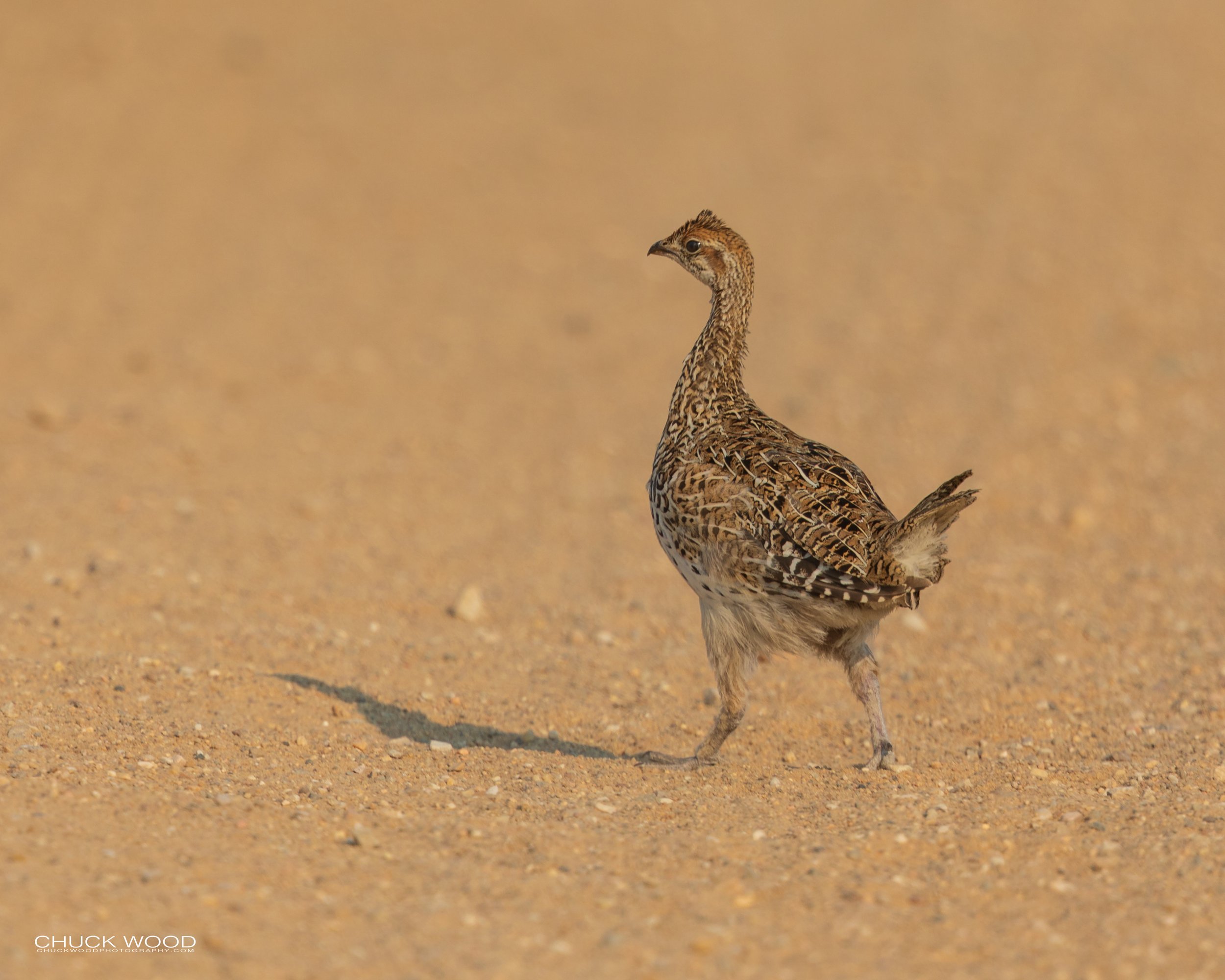  Badlands NP, SD 2020 