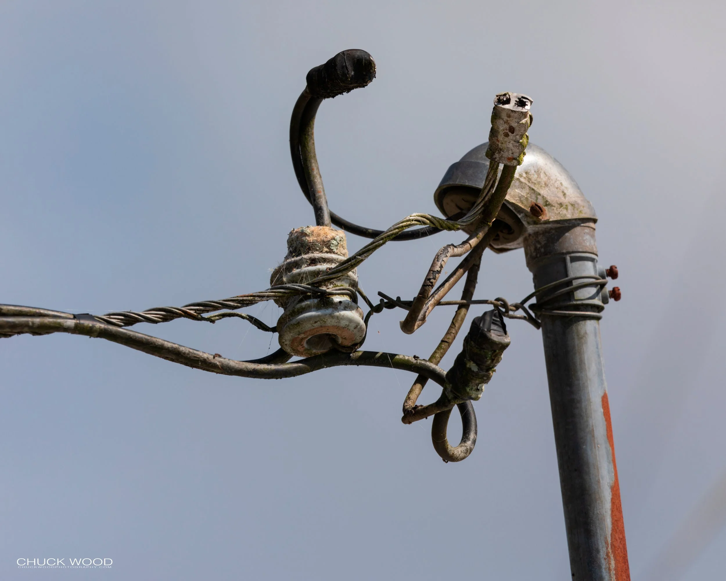  CATIE, Costa Rica 2020 (Nest) 