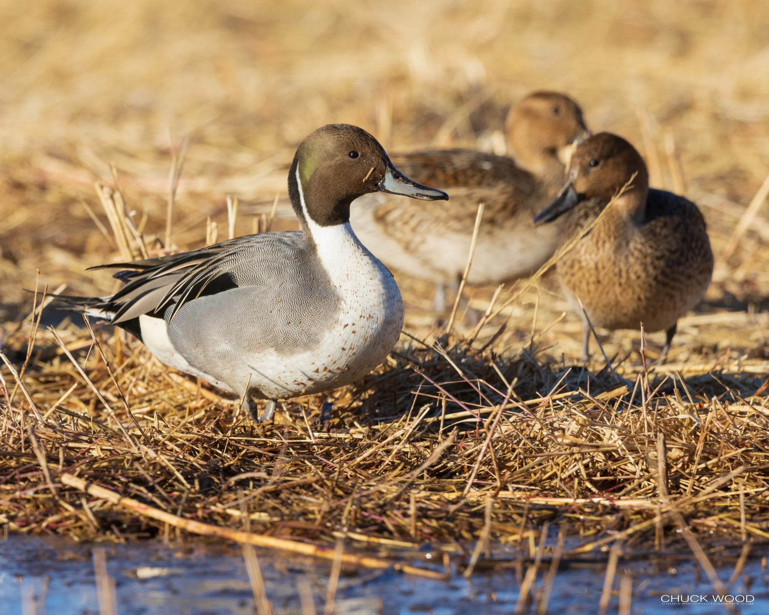  Bosque del Apache, NM 2021 