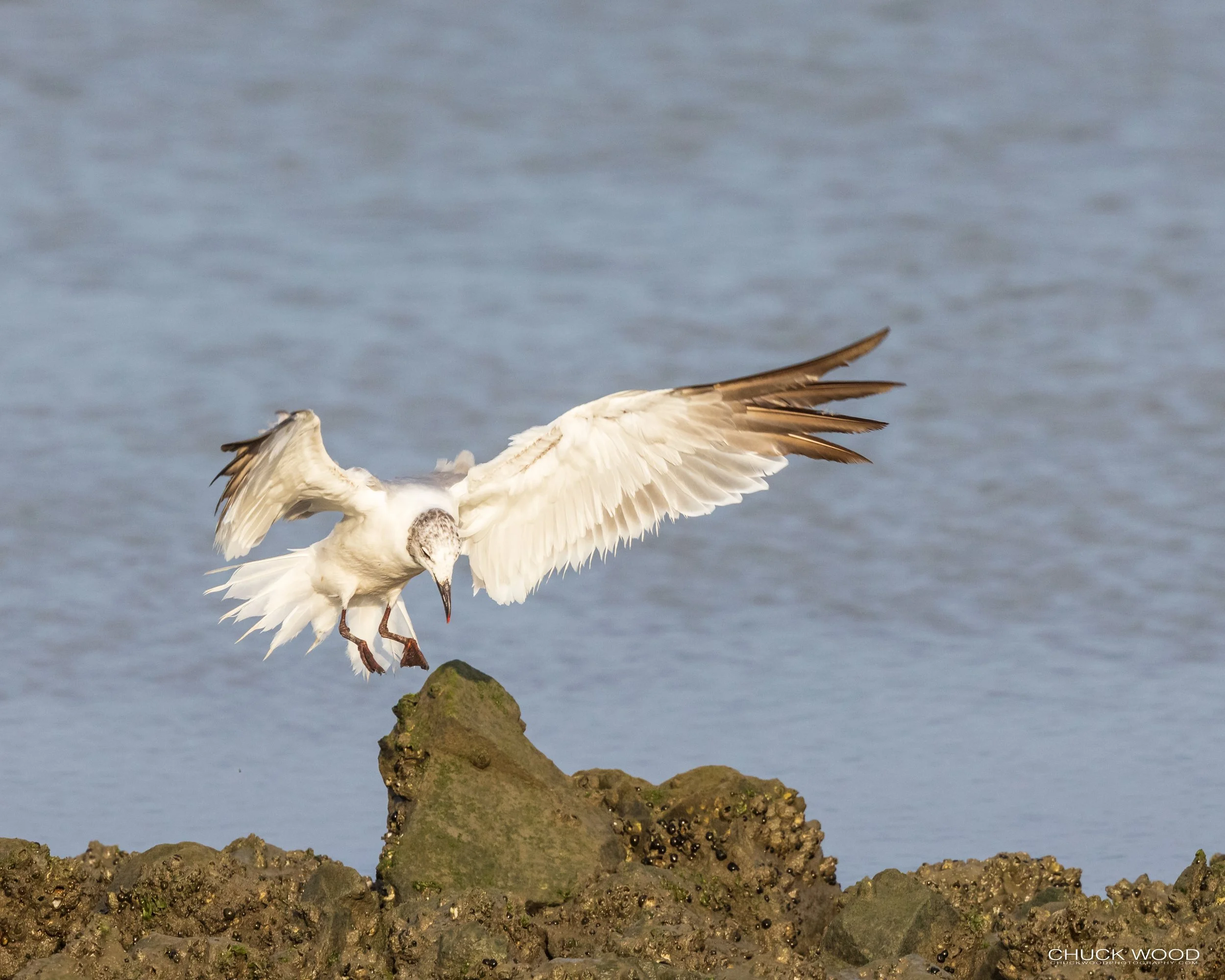  Forsythe NWR, NJ 2021 