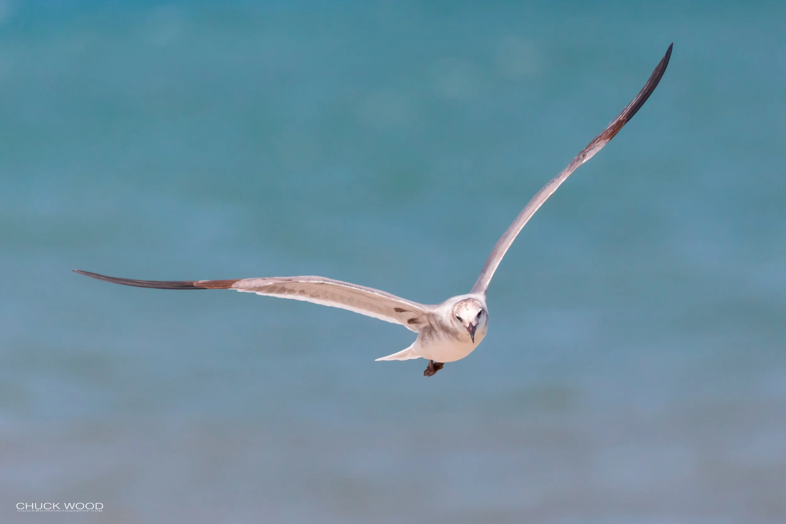  Pea Island, NC 2019 