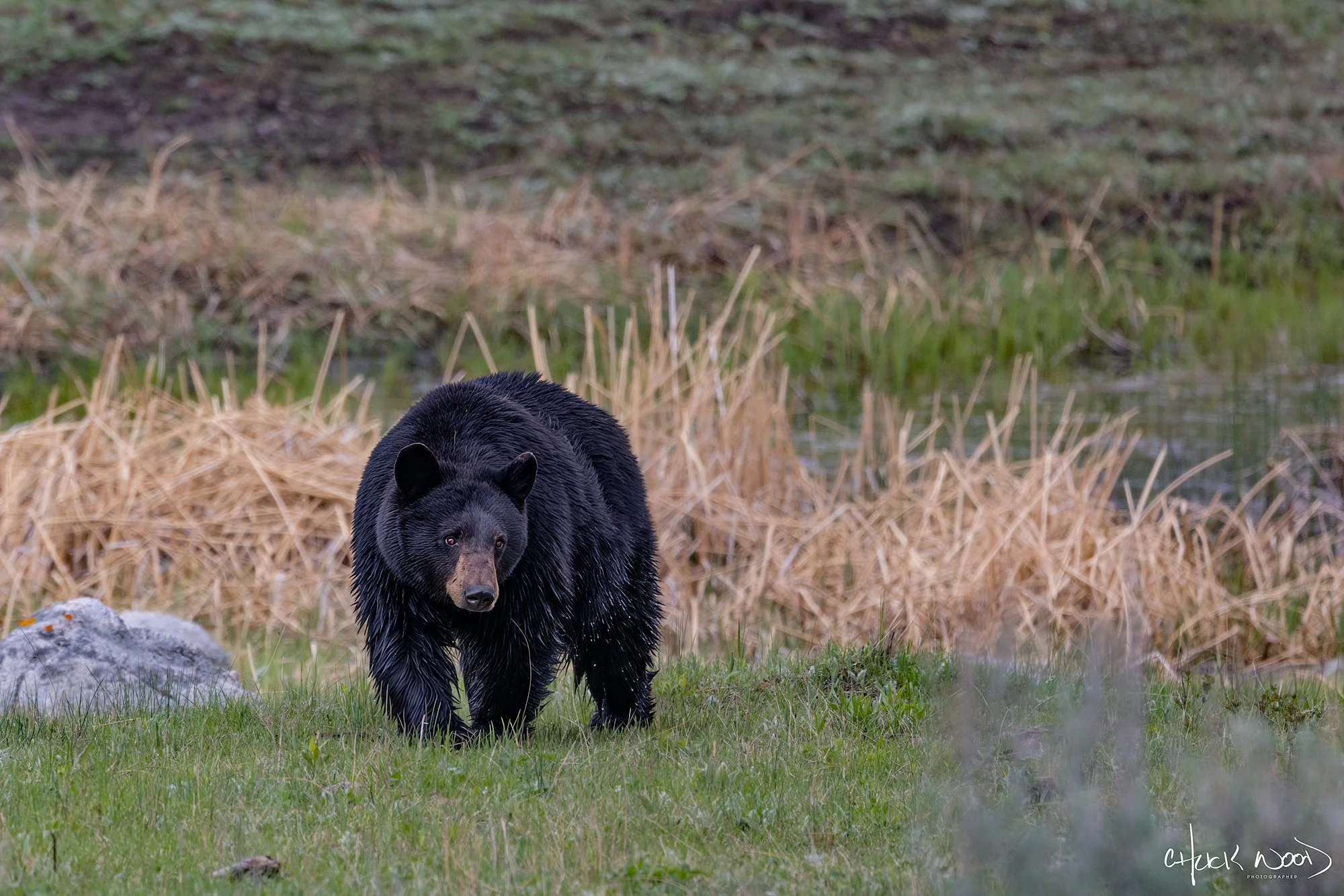 CW00609-Black-Bear-Yellowstone-2025-2000-sig.jpg