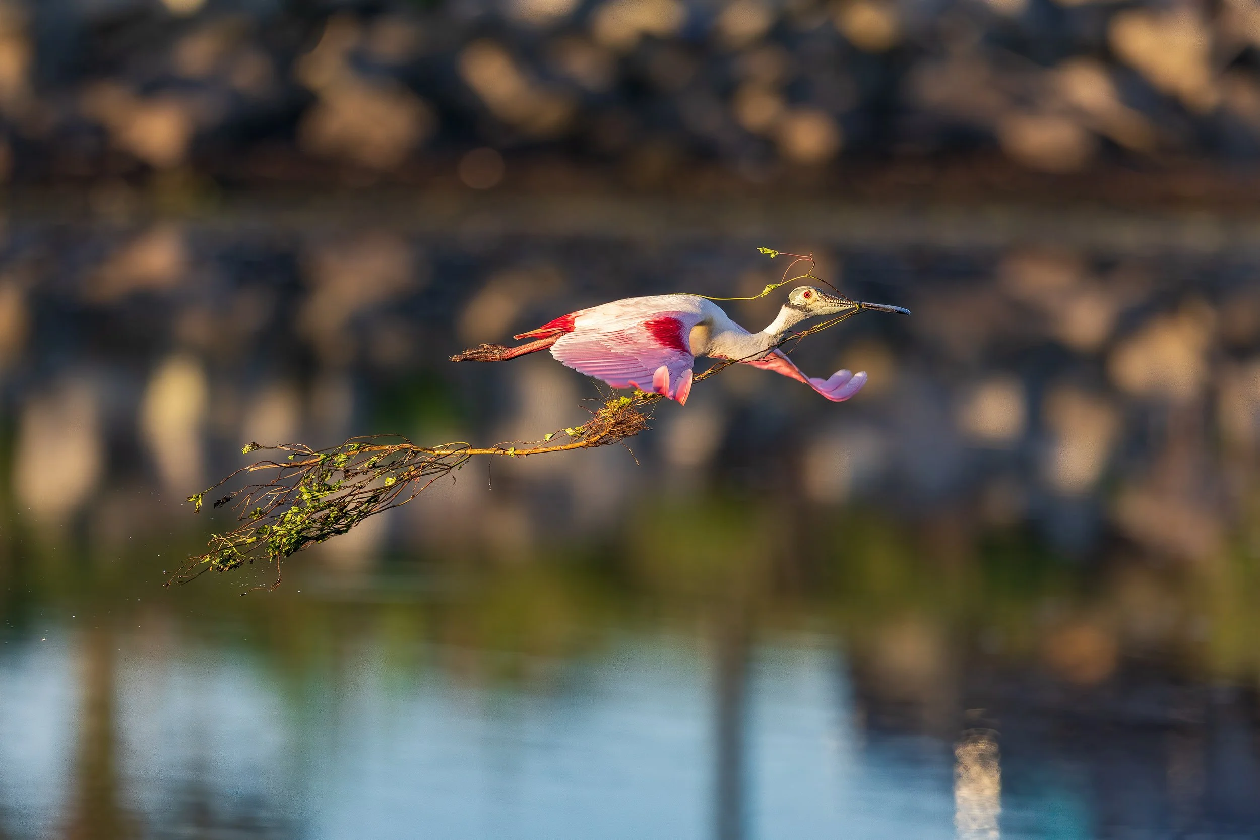  Stick Marsh, FL 2023 