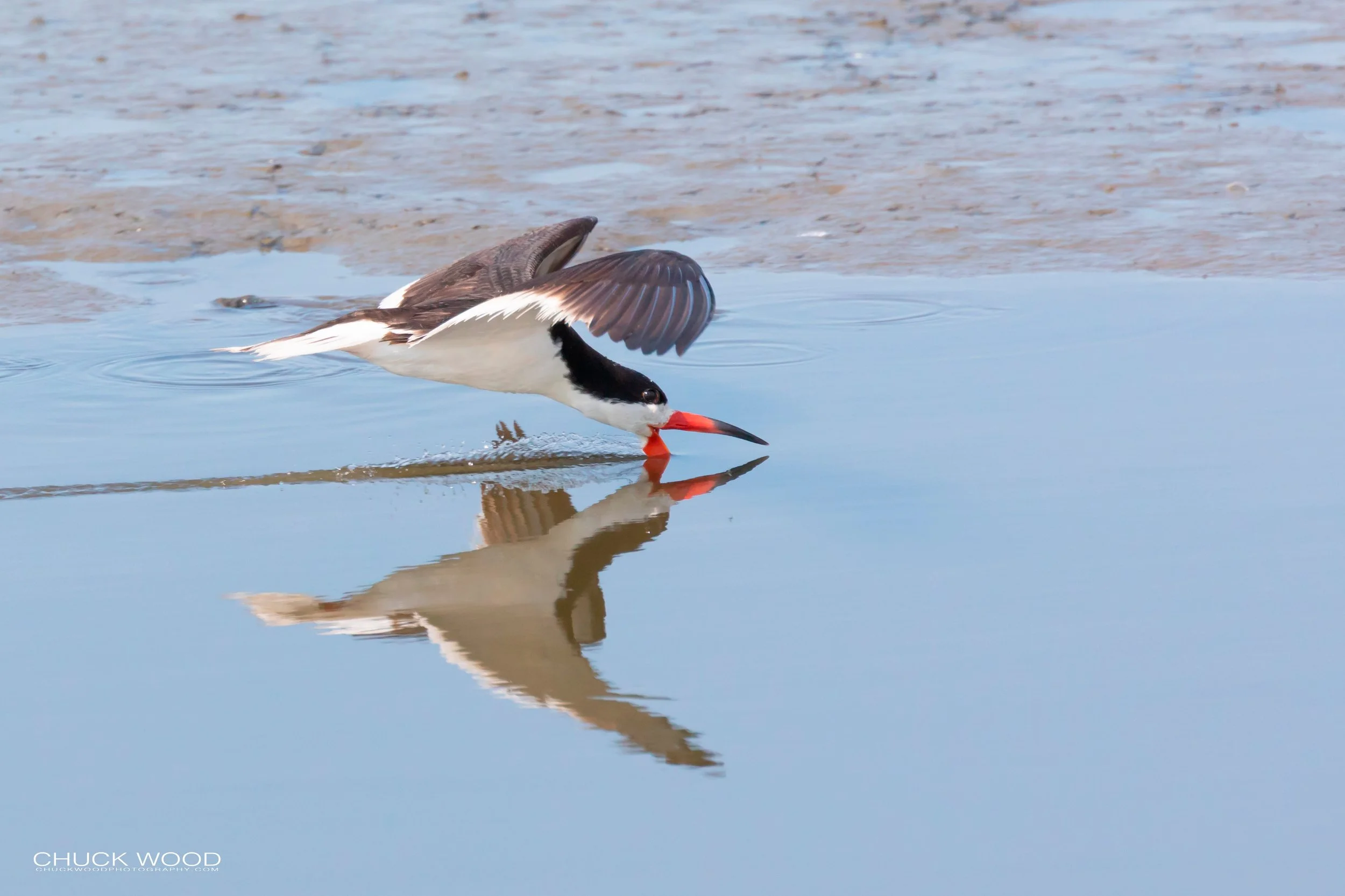  Forsythe NWR, NJ 2019 