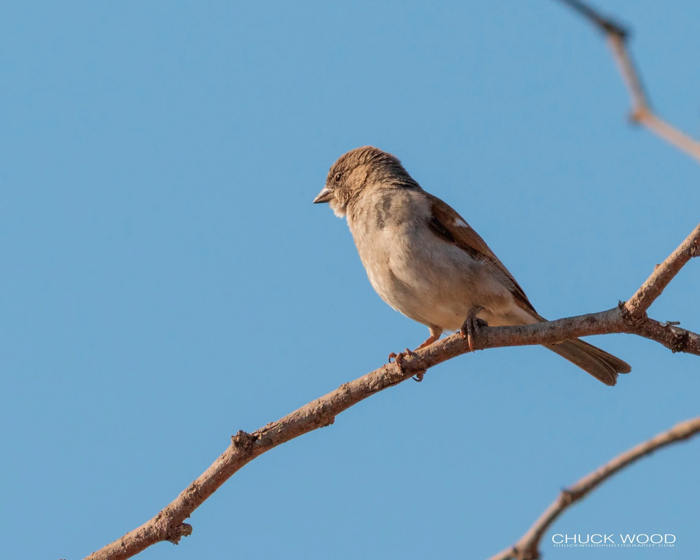   Hwange, Zimbabwe 2019 
