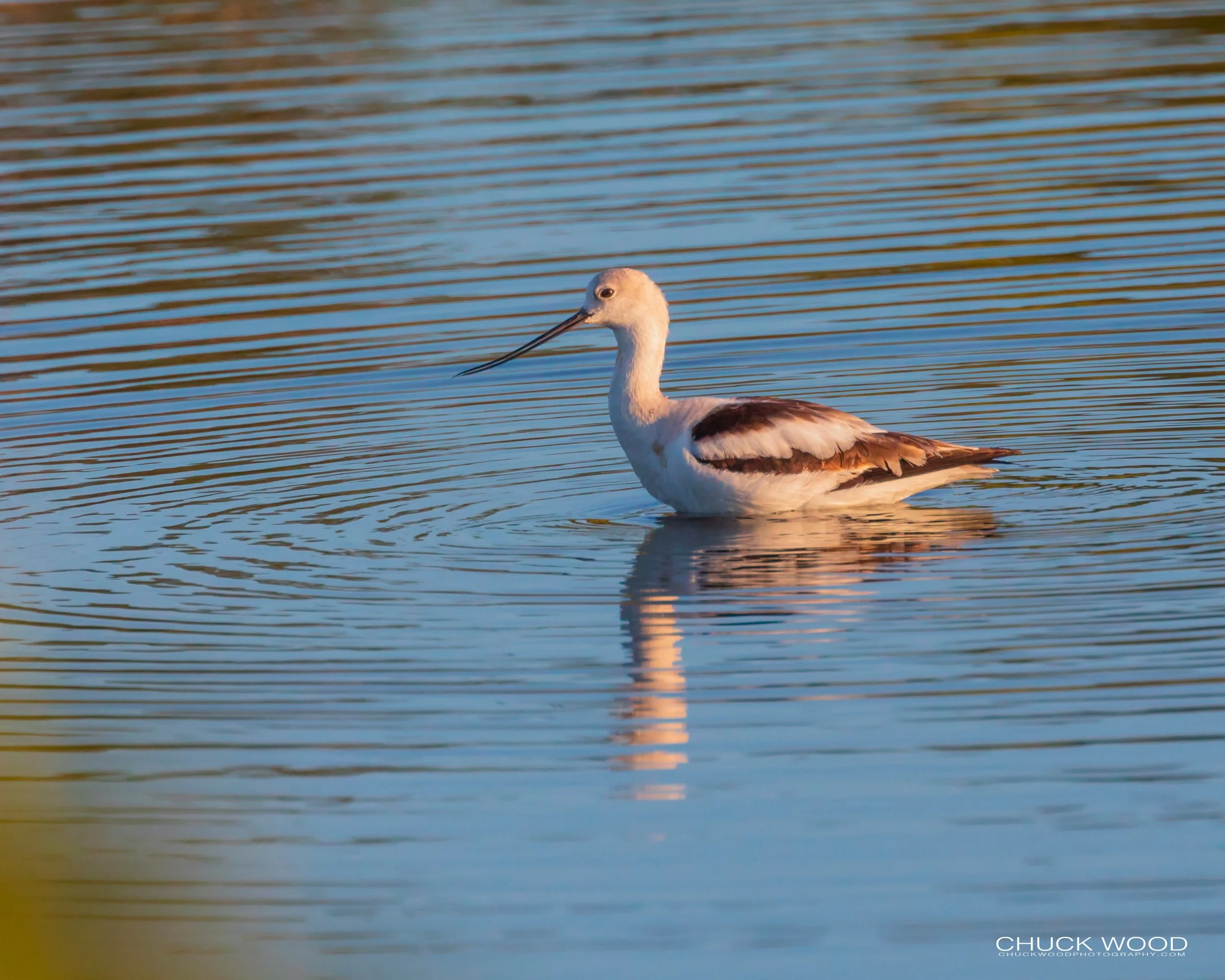  Merritt Island, FL 2019 