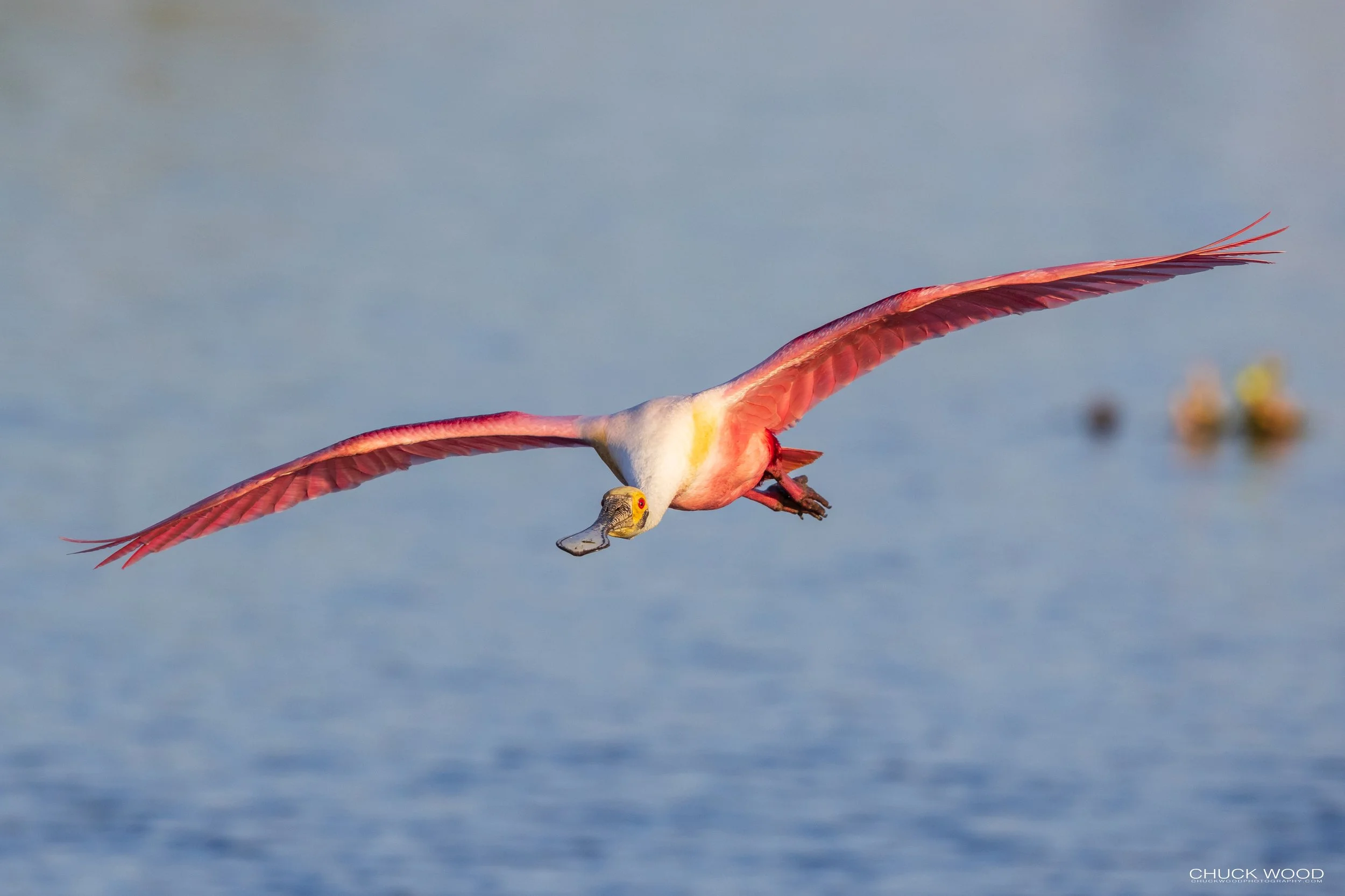  Stick Marsh, FL 2021 