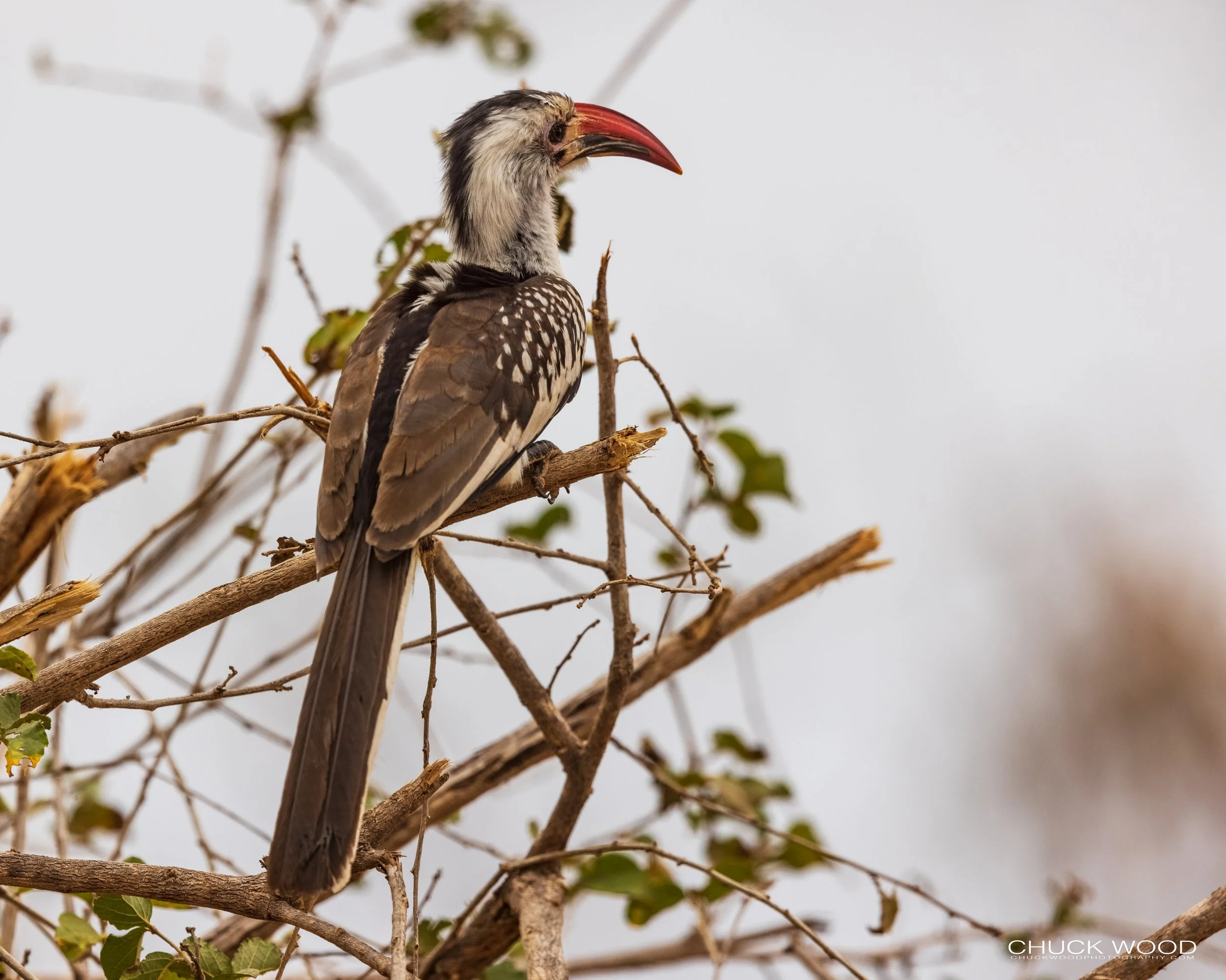  Tarangire, Tanzania 2021 