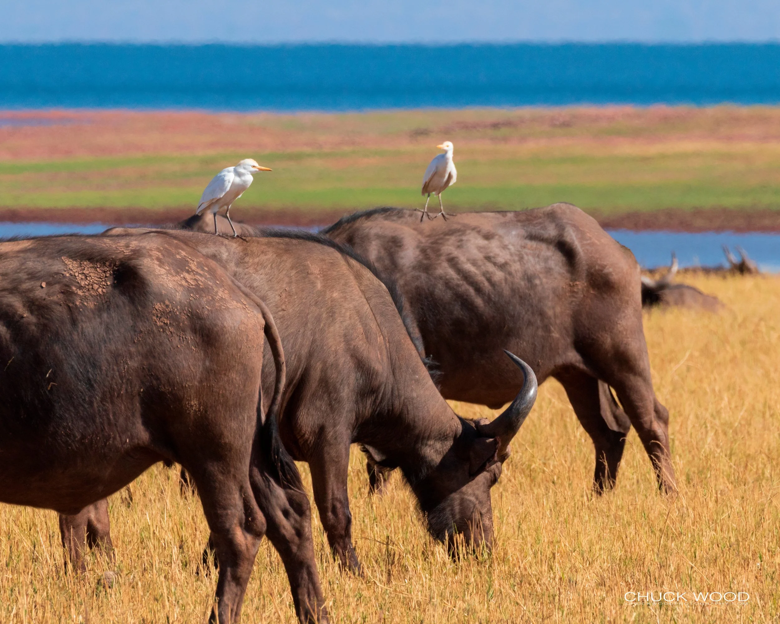  Lake Kariba, Zimbabwe 2019 
