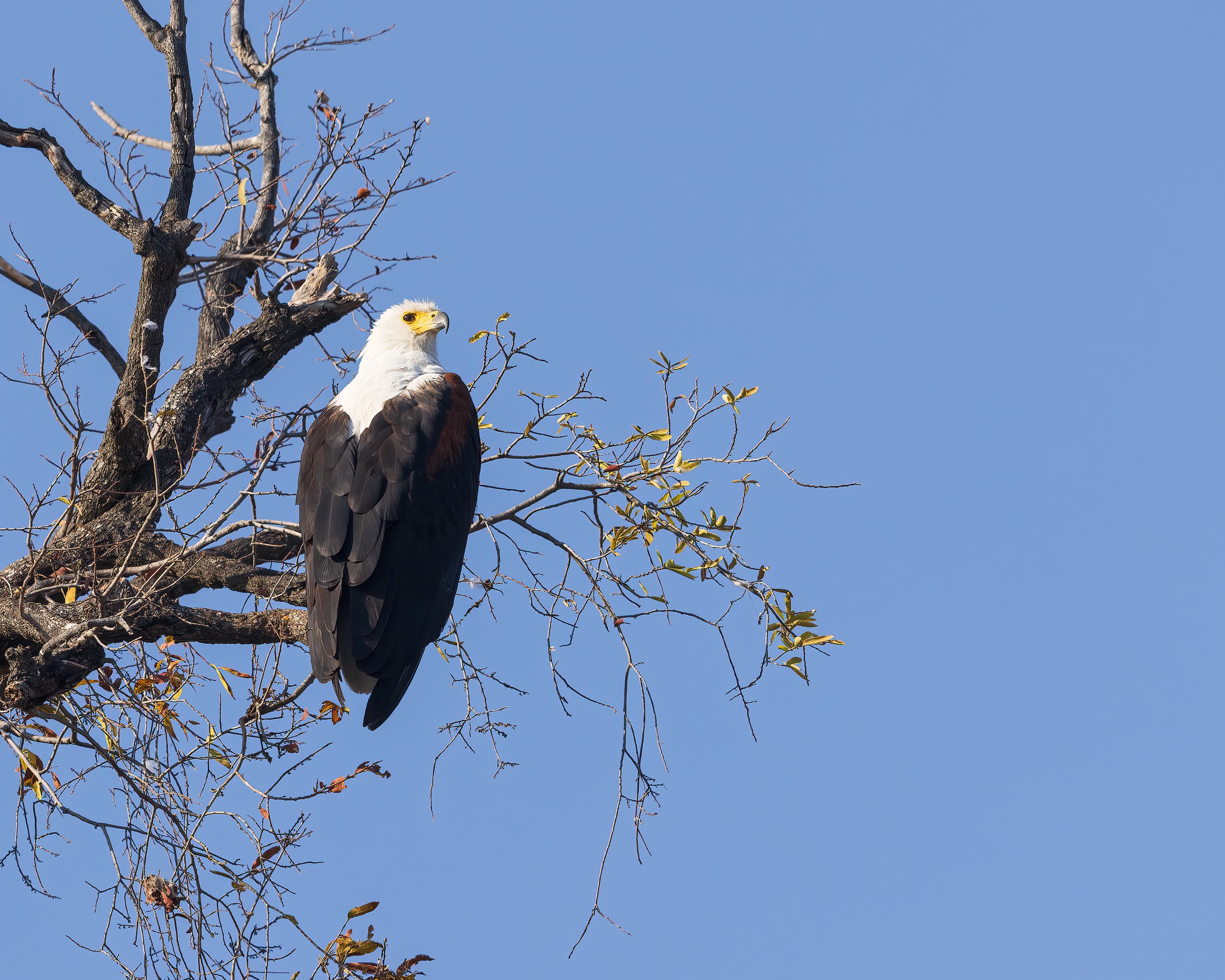  Chobe Riverfront, Botswana 2023 