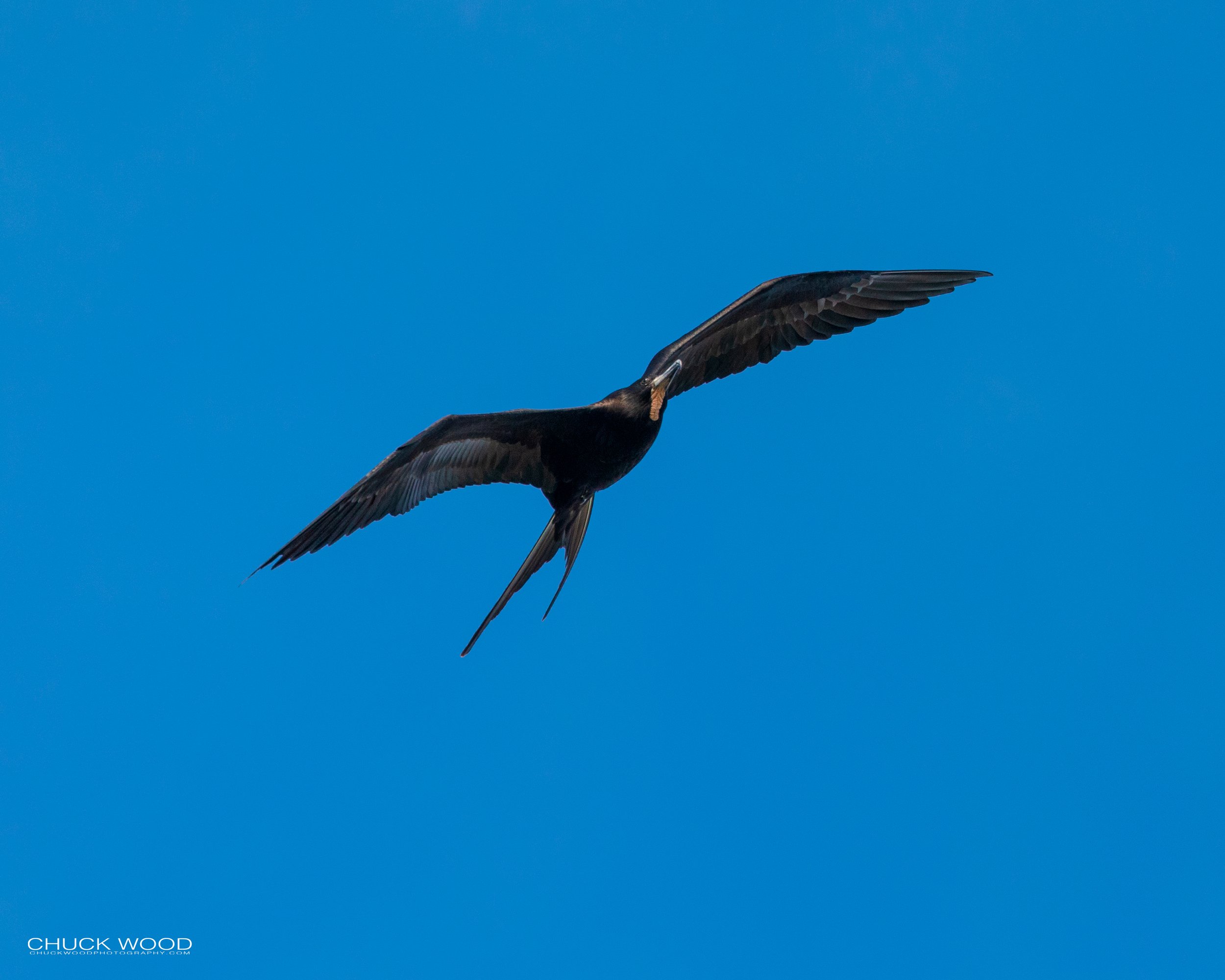  Tarcoles River, Costa Rica 2022 