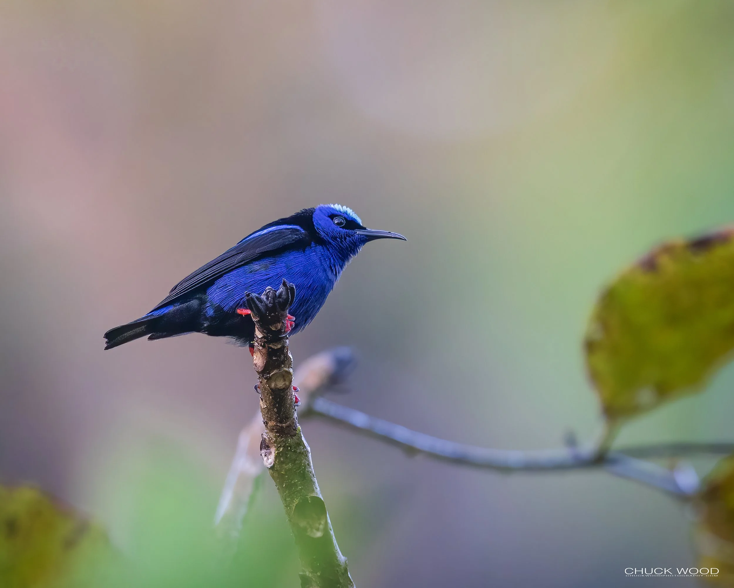 Red-legged-Honeycreeper-20230213-Macaw-Lodge-CR-03-1-WB.jpg