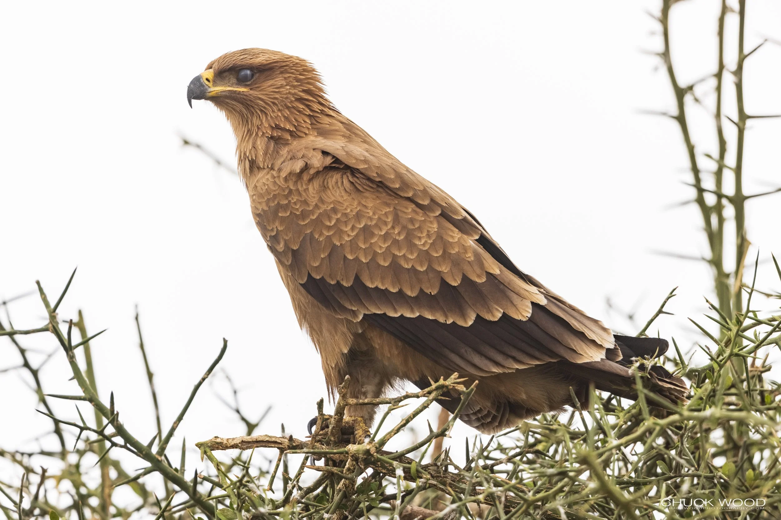  Serengeti, Tanzania 2021 