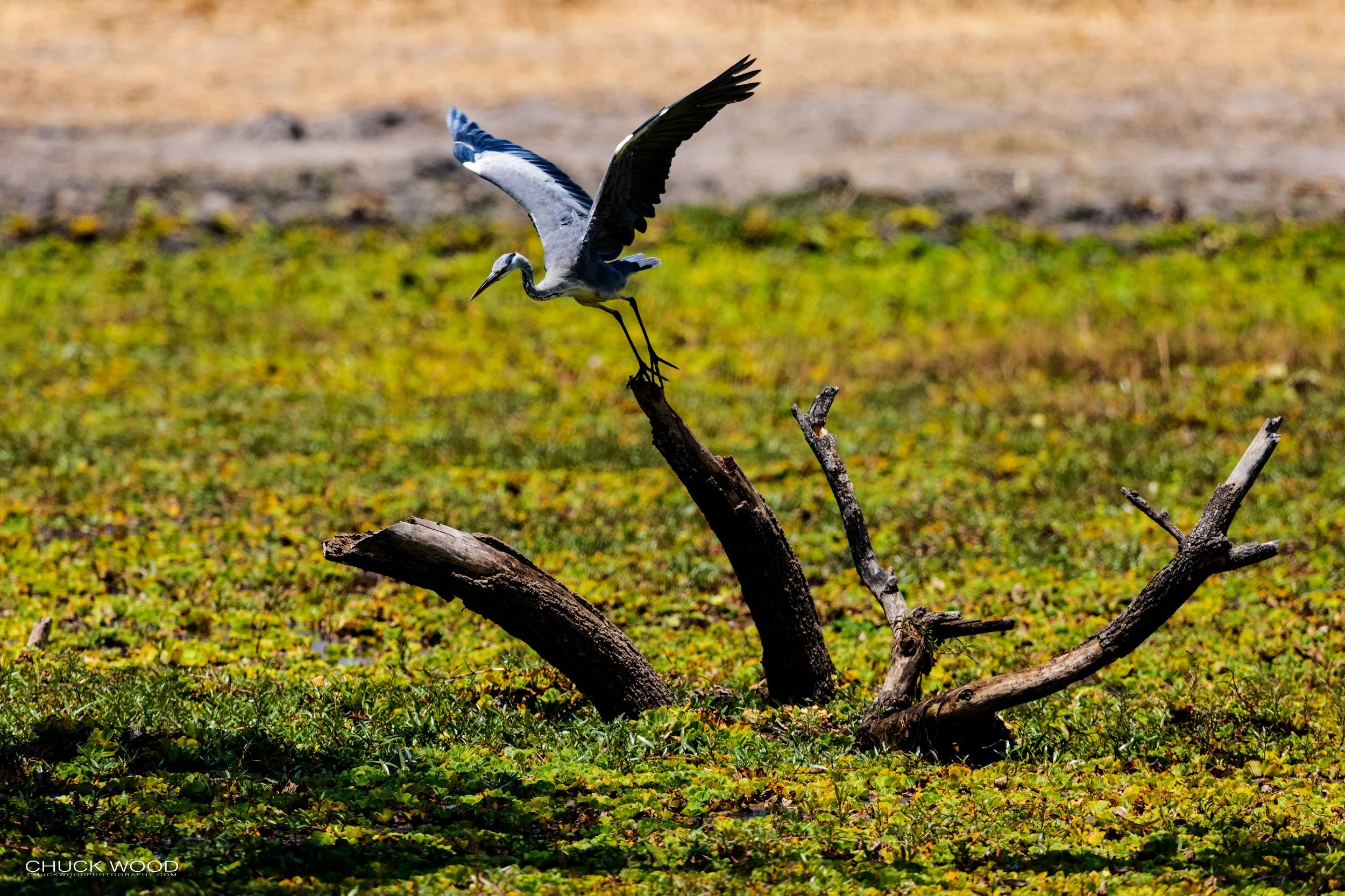  Tarangire, Tanzania 2021 