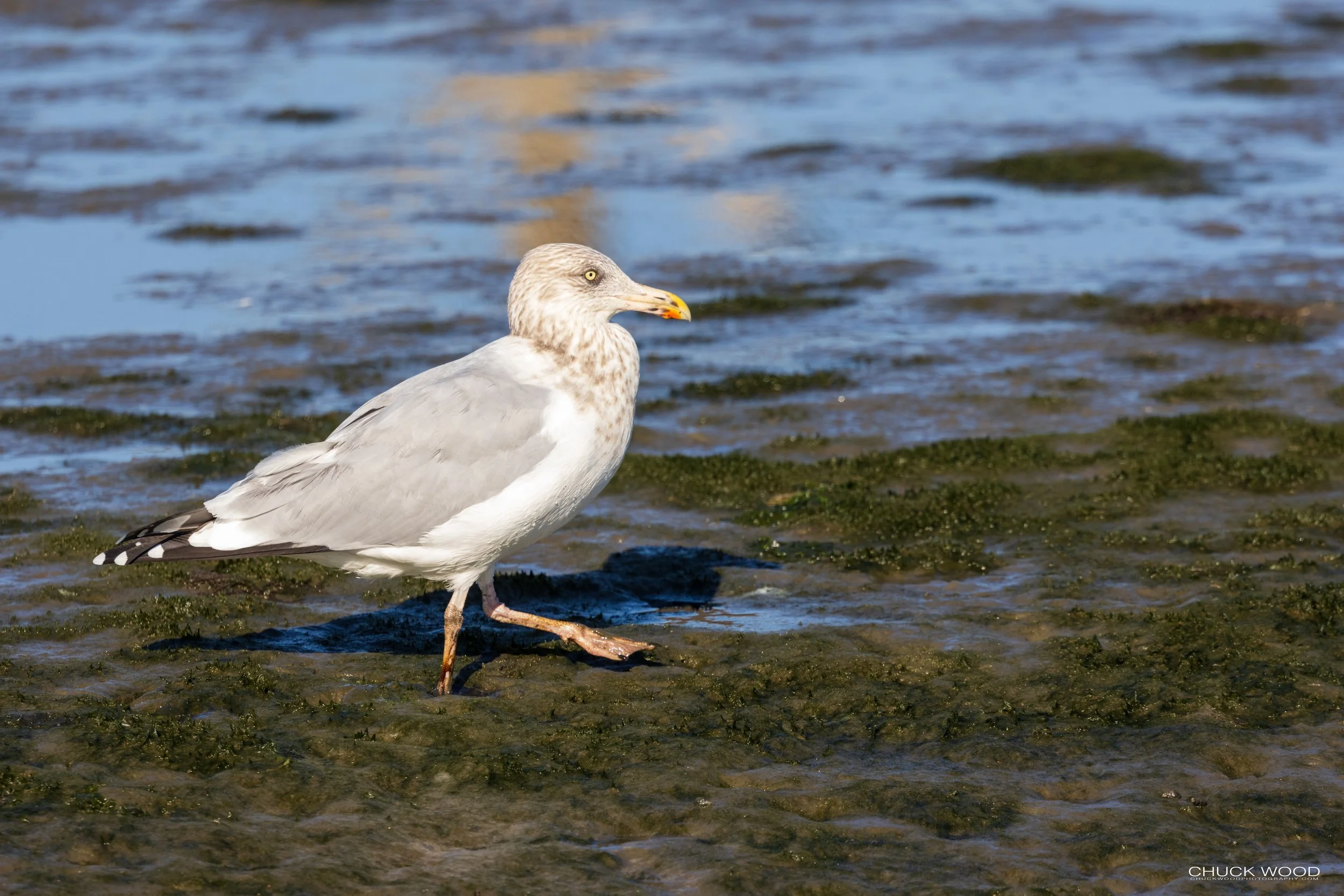  Forsythe NWR, NJ 2020 