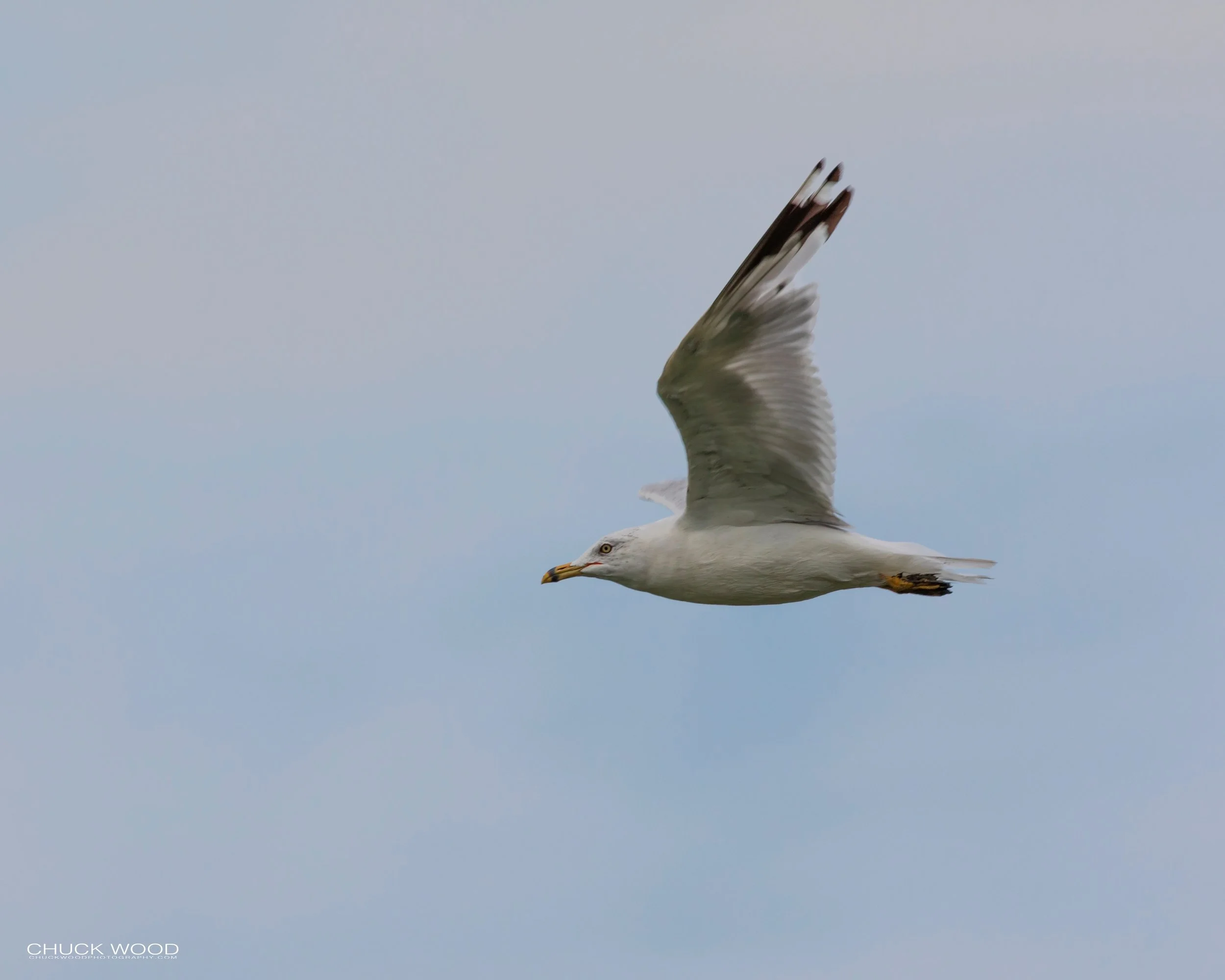  Forsythe NWR, NJ 2019 