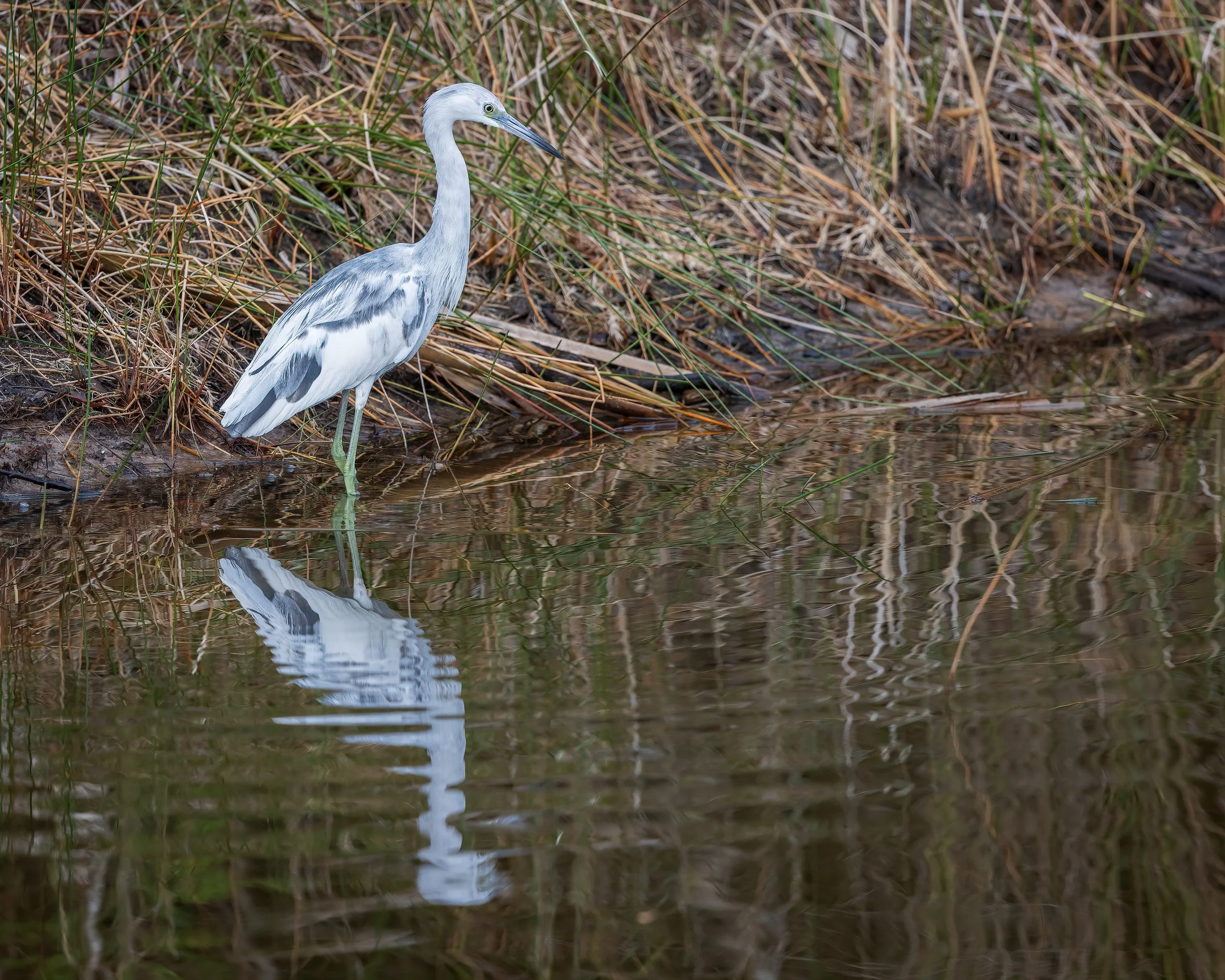  Merritt Island, FL 2023 