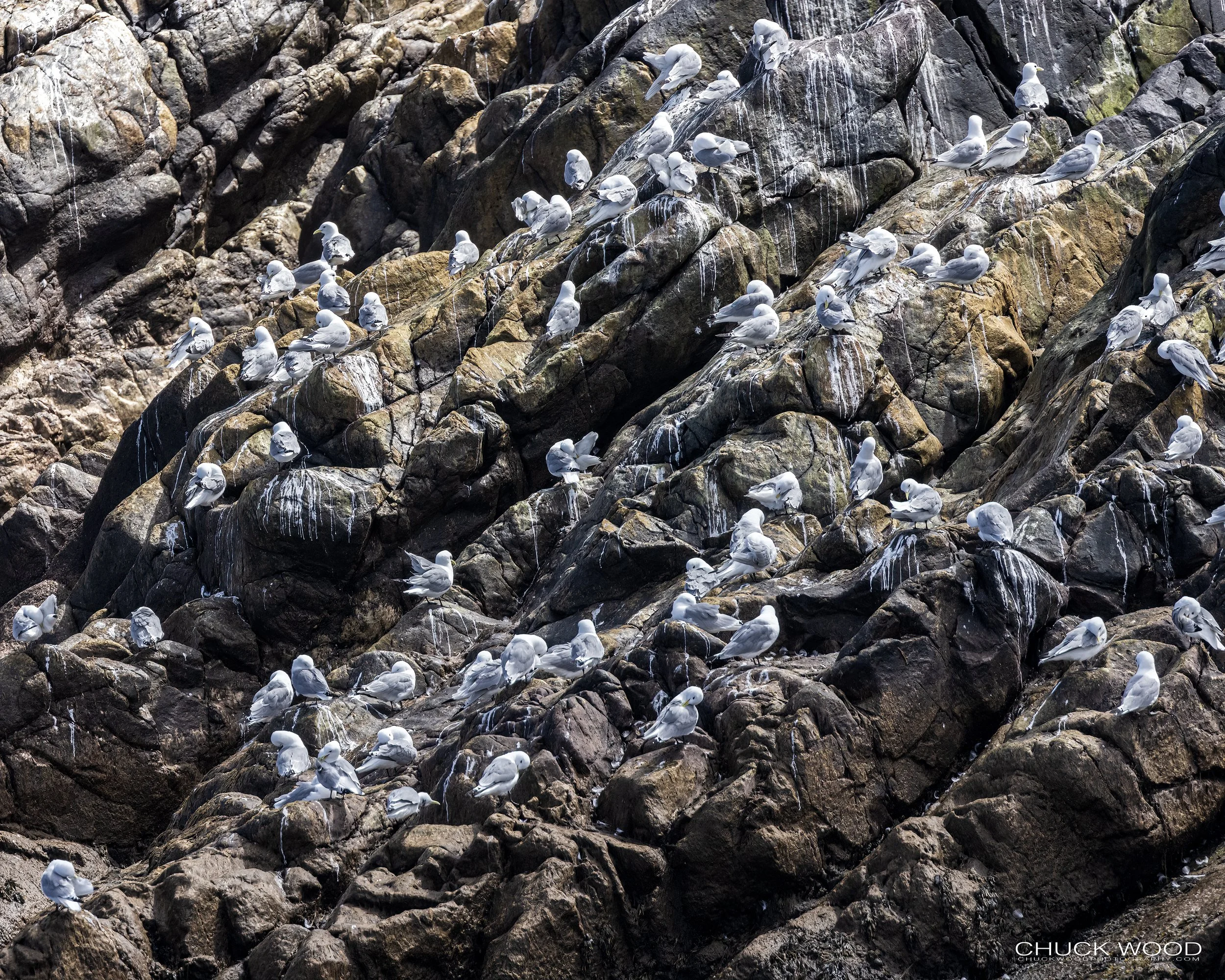  Williston NWR, NL 2022 
