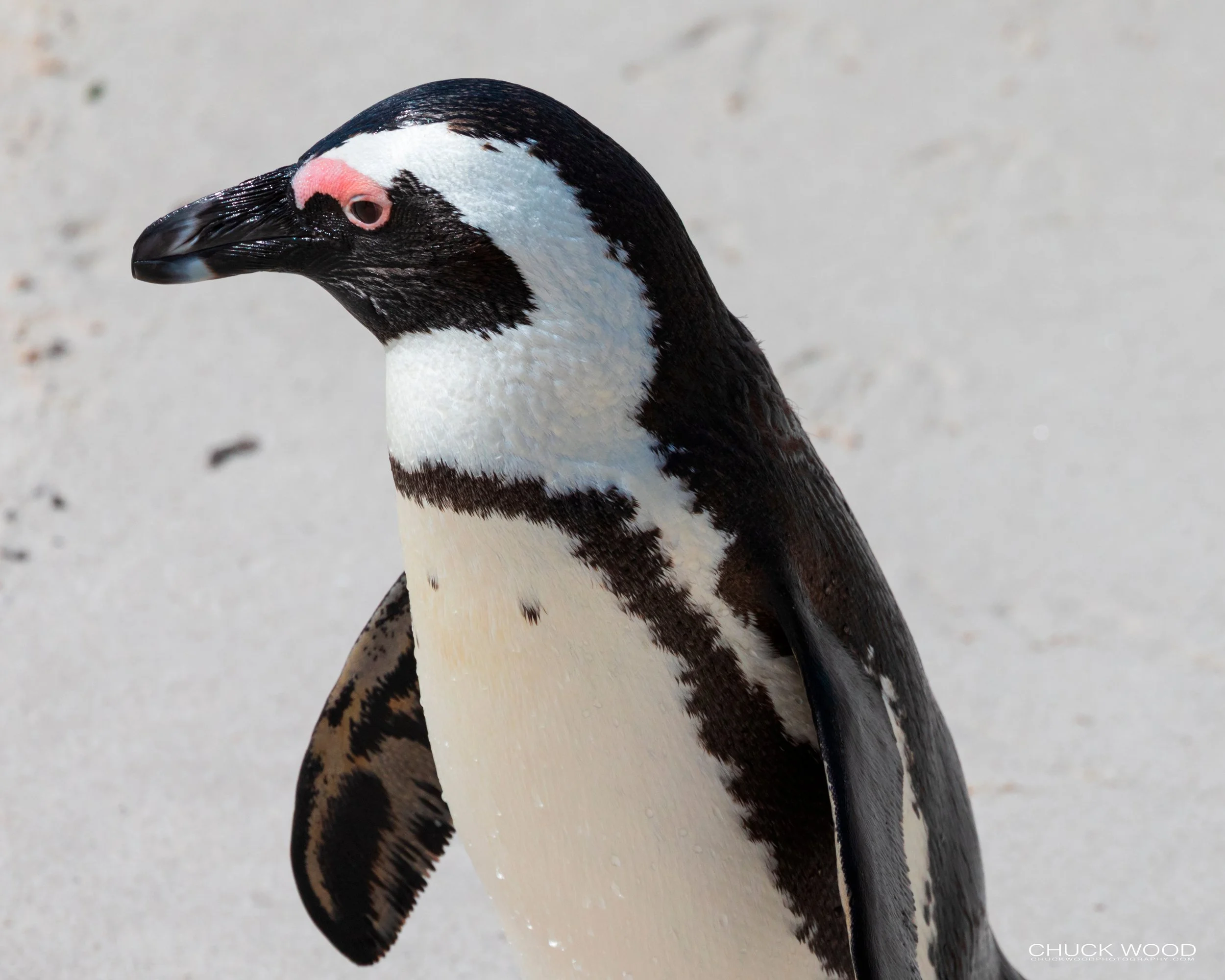  Boulders Beach, Cape Town 2019 