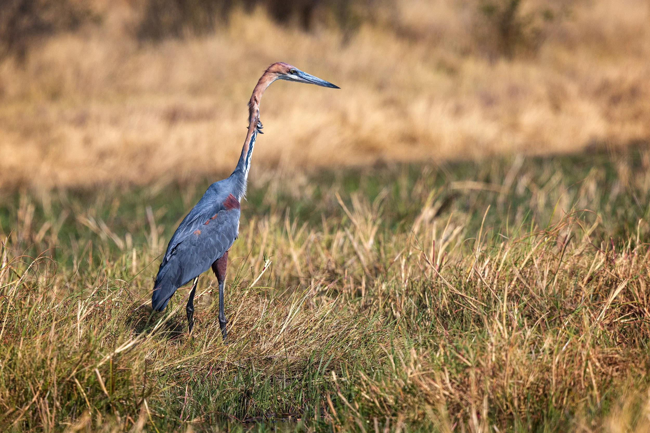  Khwai, Botswana 2023 