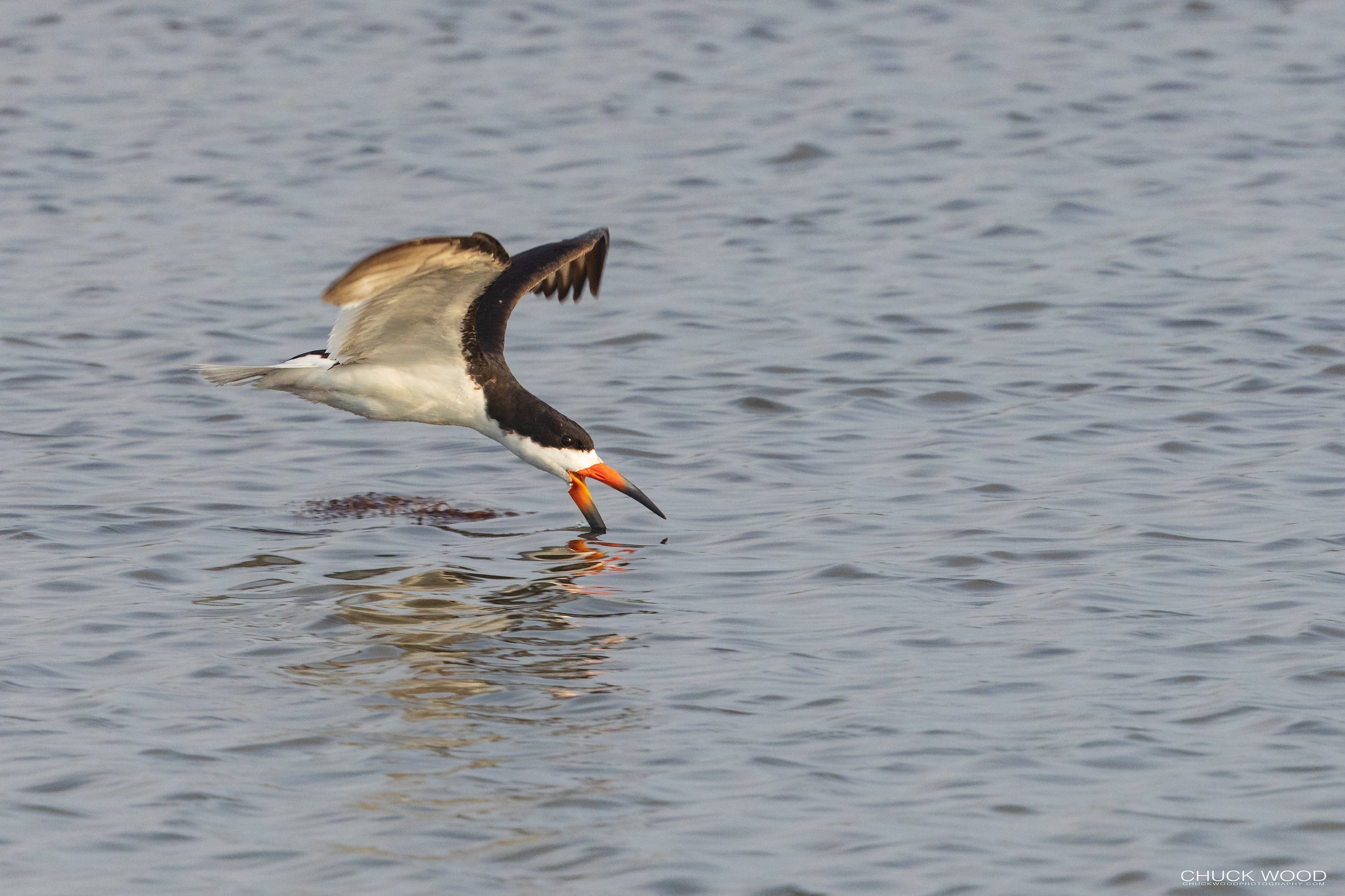  Forsythe NWR, NJ 2022 