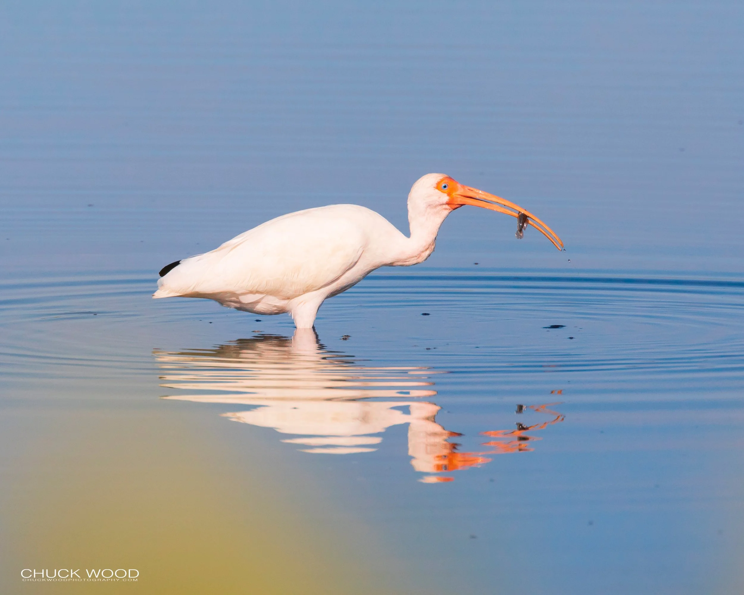  Merritt Island, FL 2019 