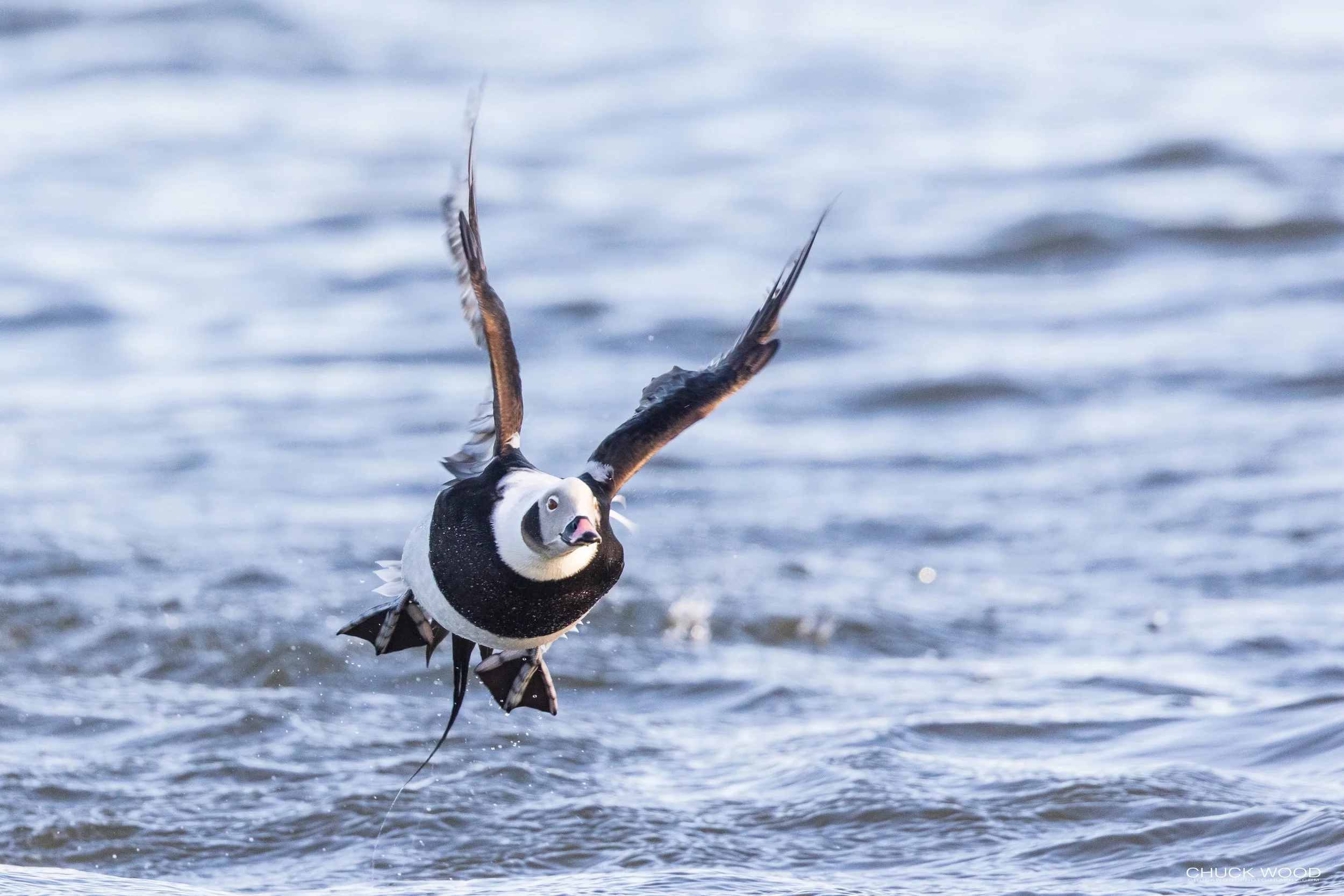 Barnegat Lighthouse, NJ 2021 