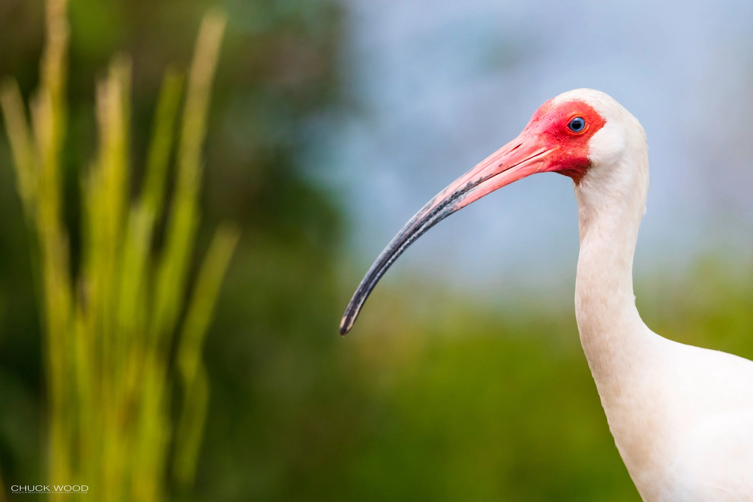  Viera Wetlands, FL 2021 