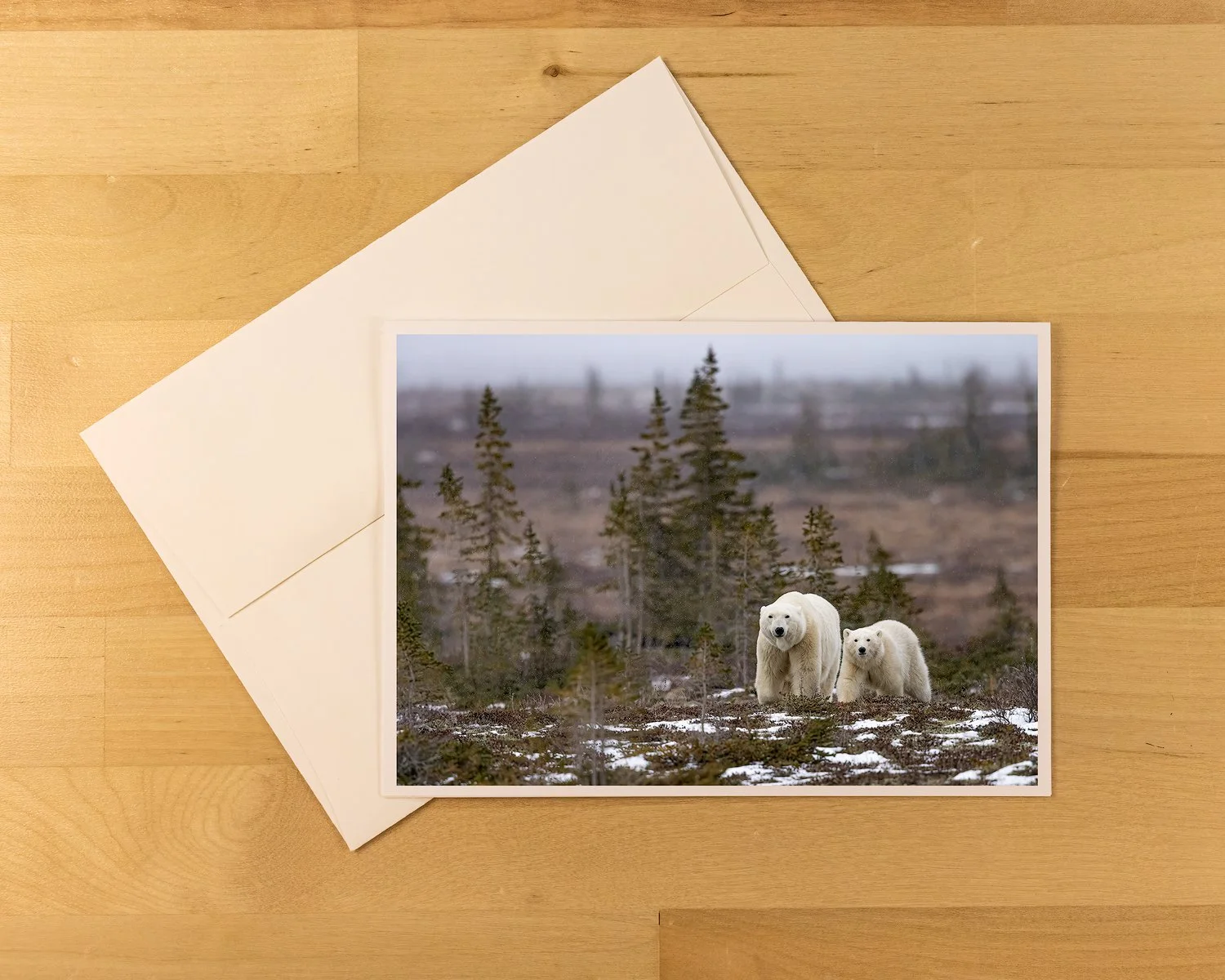 Cub-of-The-Year-Product-Shot-1500.jpg