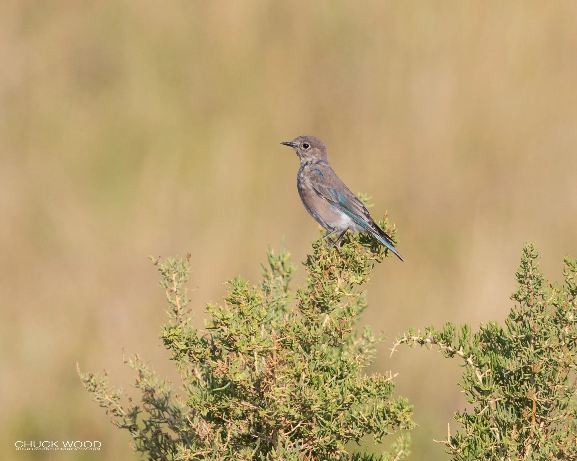  Theodore Roosevelt NP, ND 2020 
