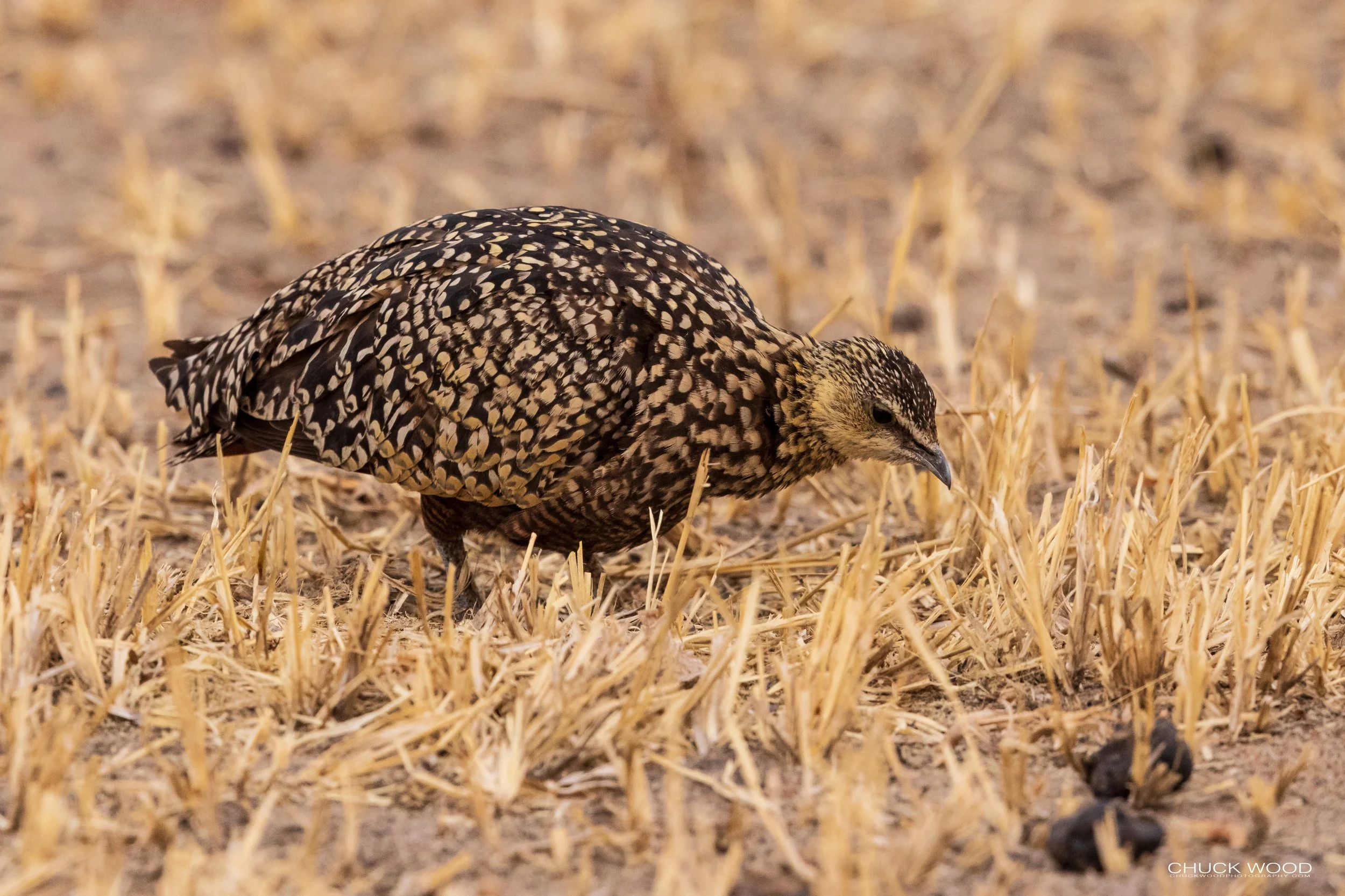  Tarangire, Tanzania 2021 